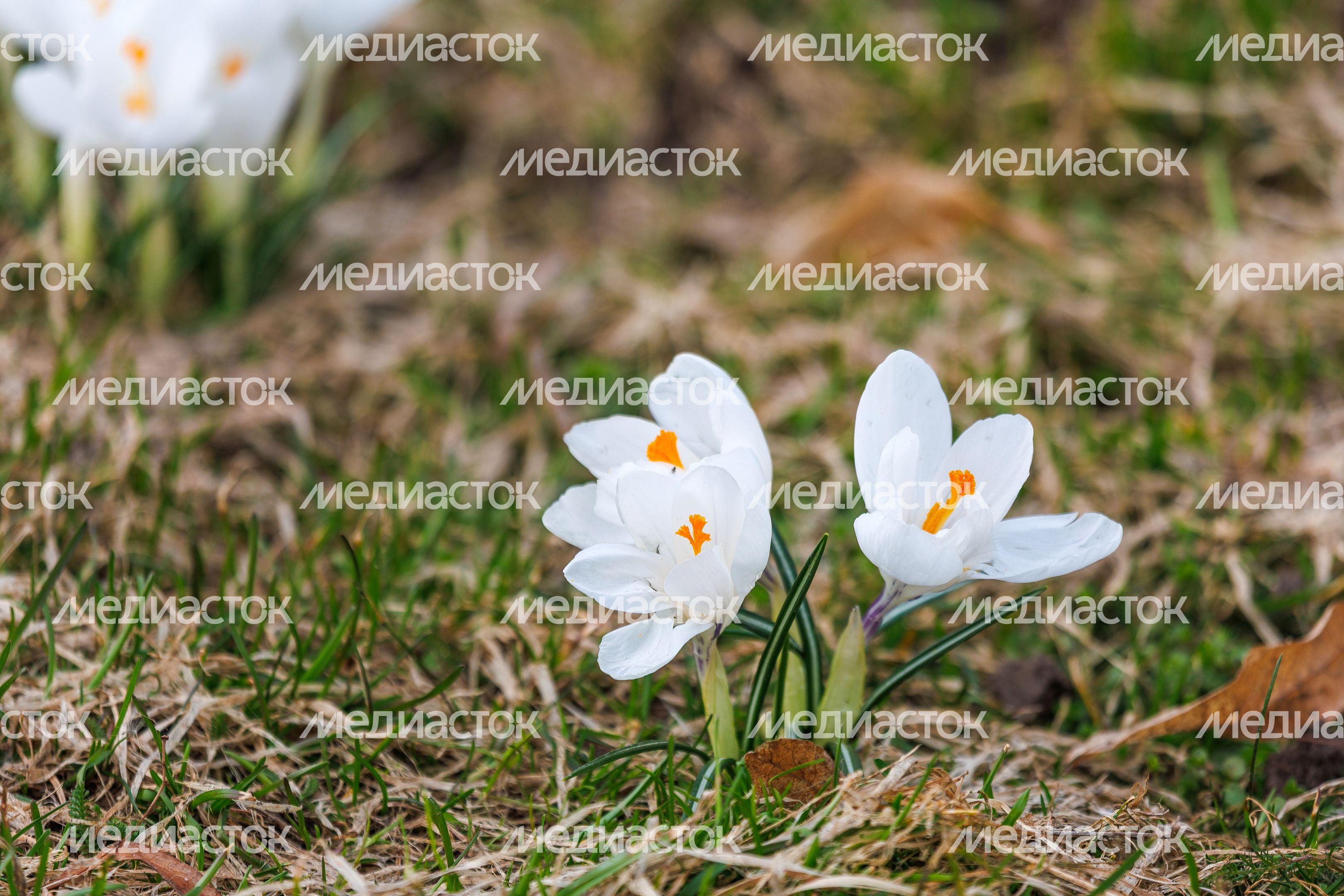 Первоцветы Подмосковья - крокусы в парке Первоцветы Подмосковья - крокусы в парке