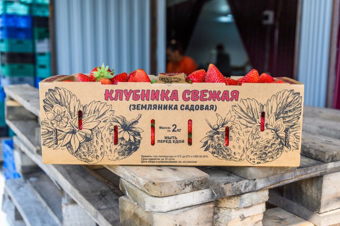 Луховицкая клубника на полях ООО "Русская ягода"