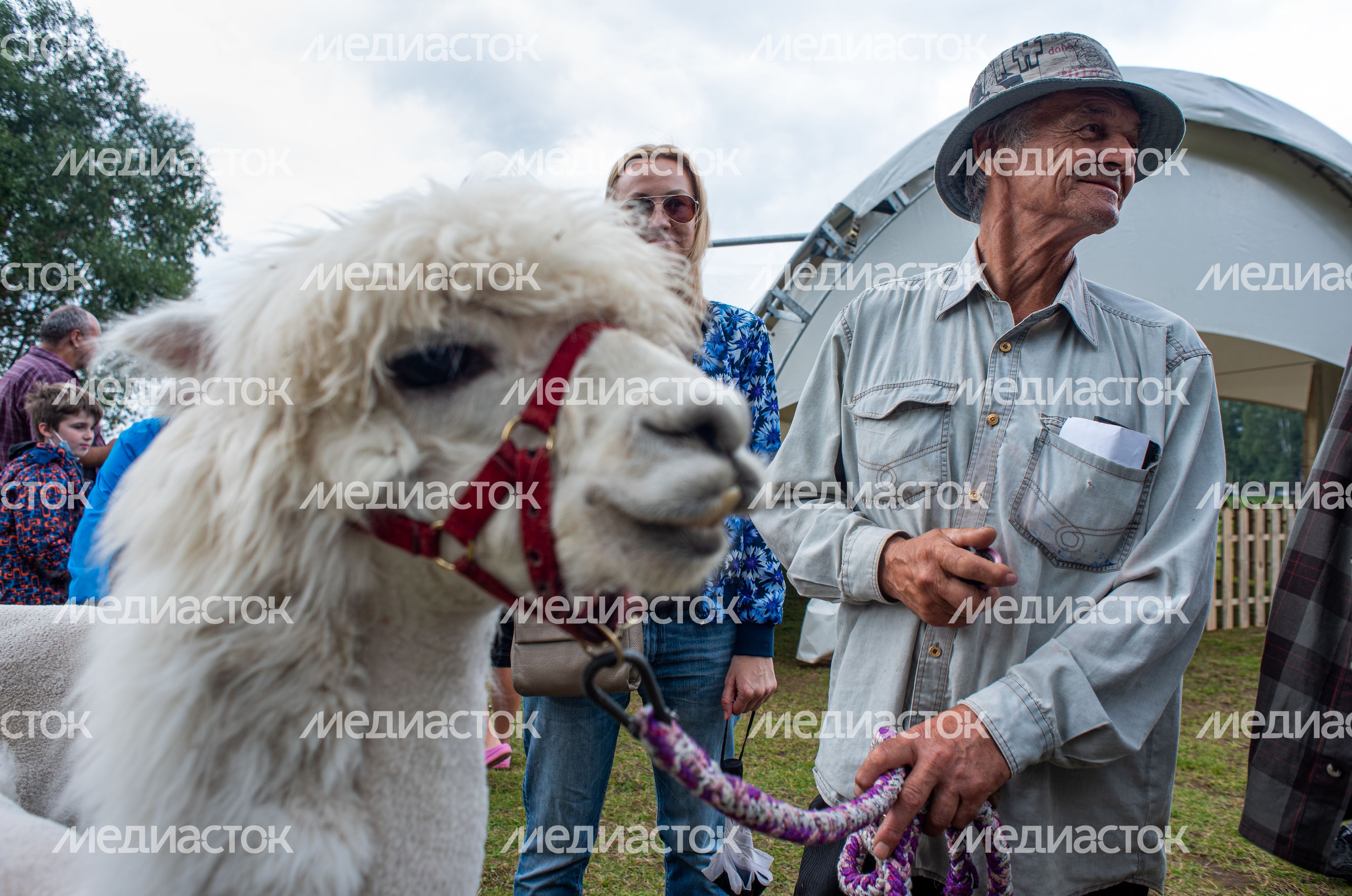 Гастрономический фестиваль Alpaca Wellbeing Fest