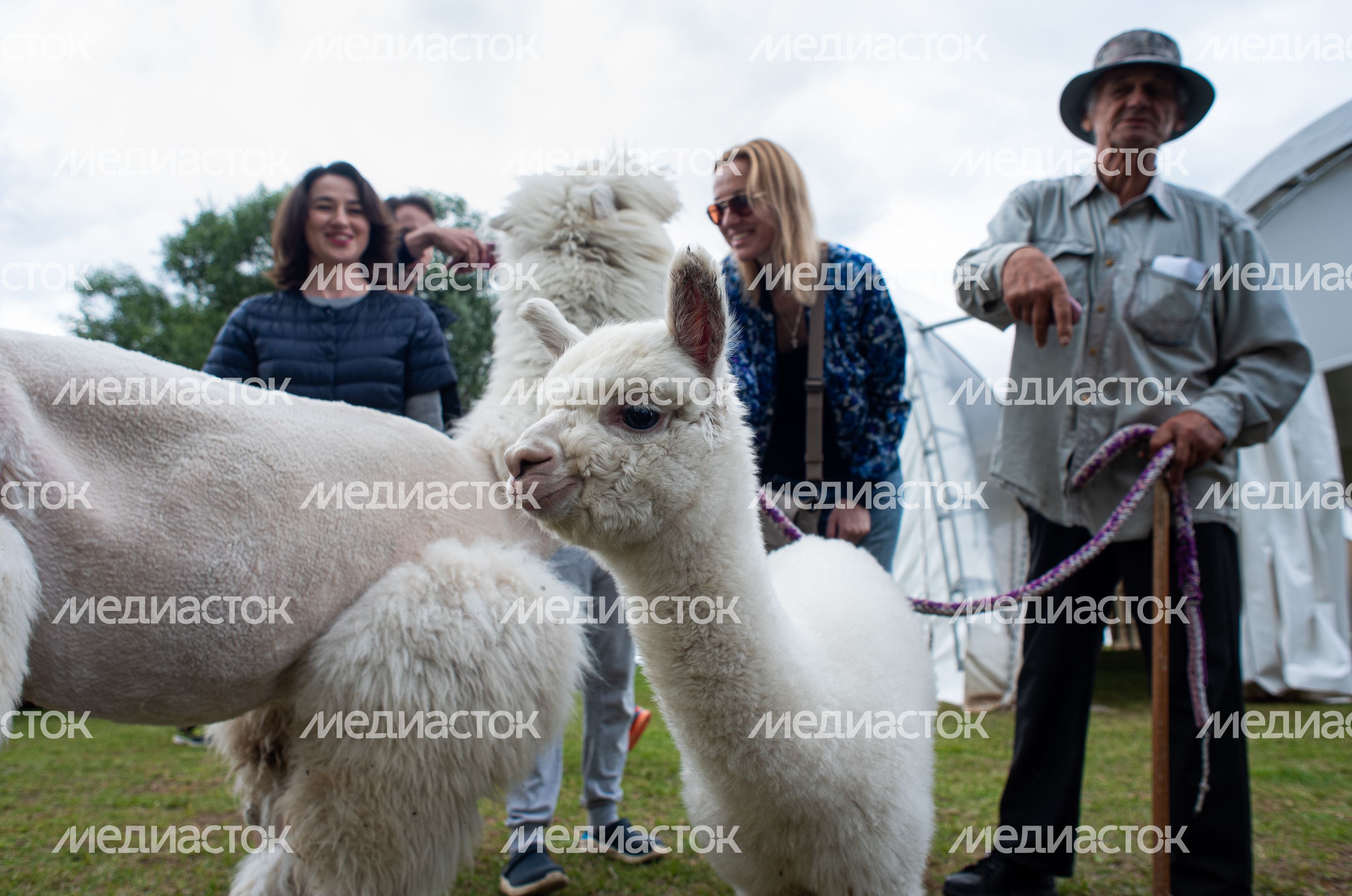 Гастрономический фестиваль Alpaca Wellbeing Fest