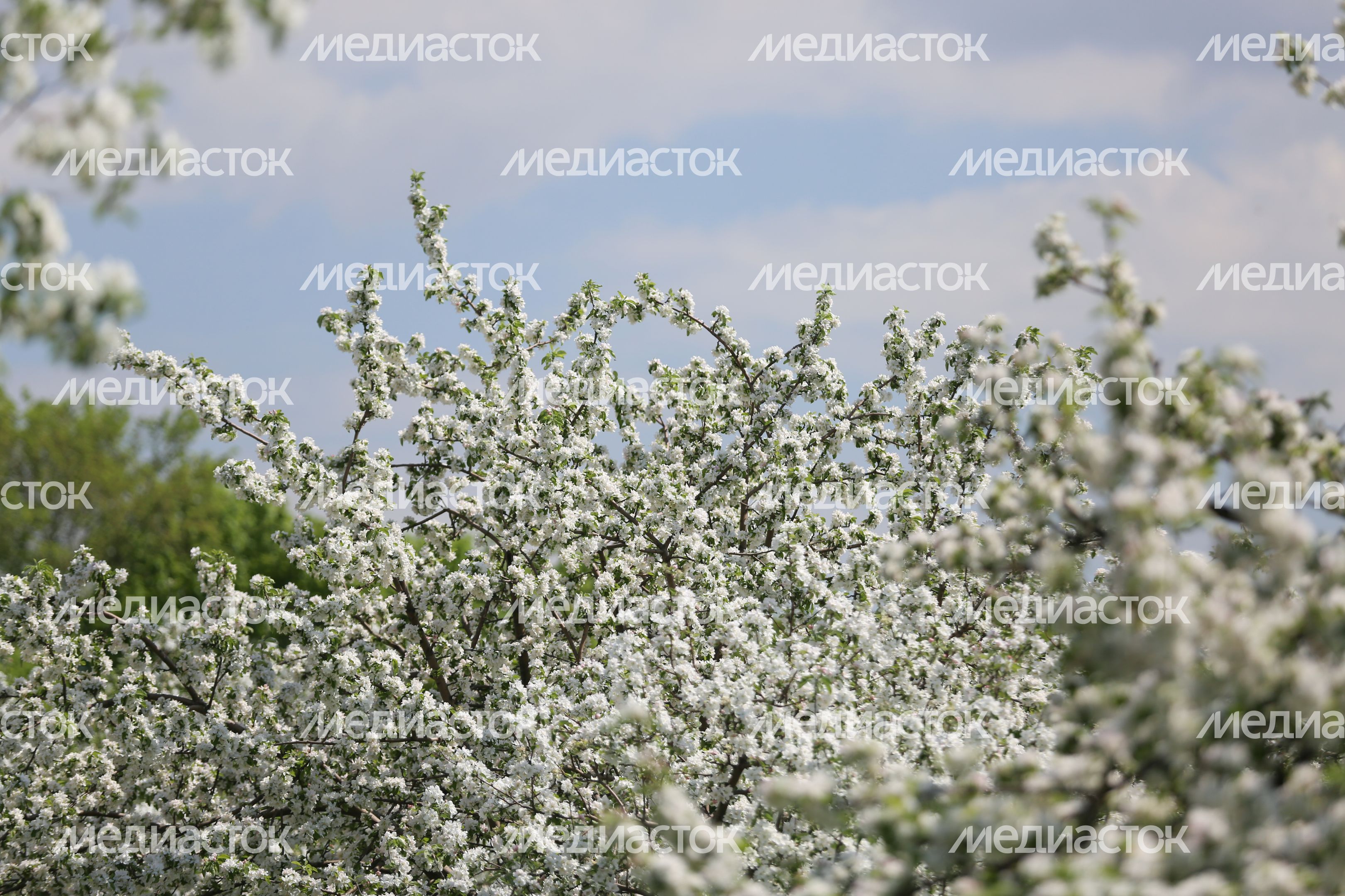Цветение яблони в музее-заповеднике «Коломенское» в Москве