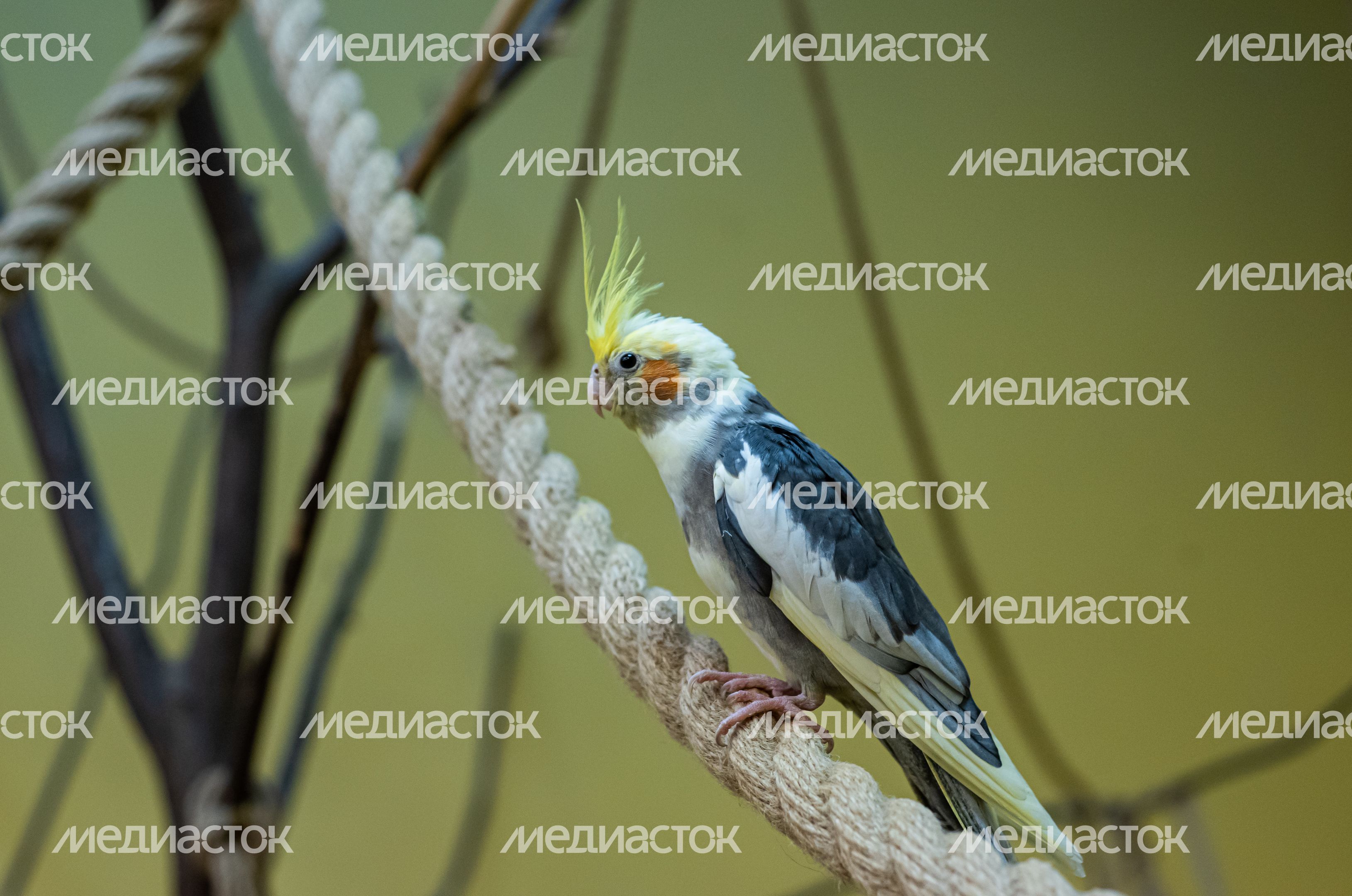 Зимний Конноспортивный комплекс «Дивный»