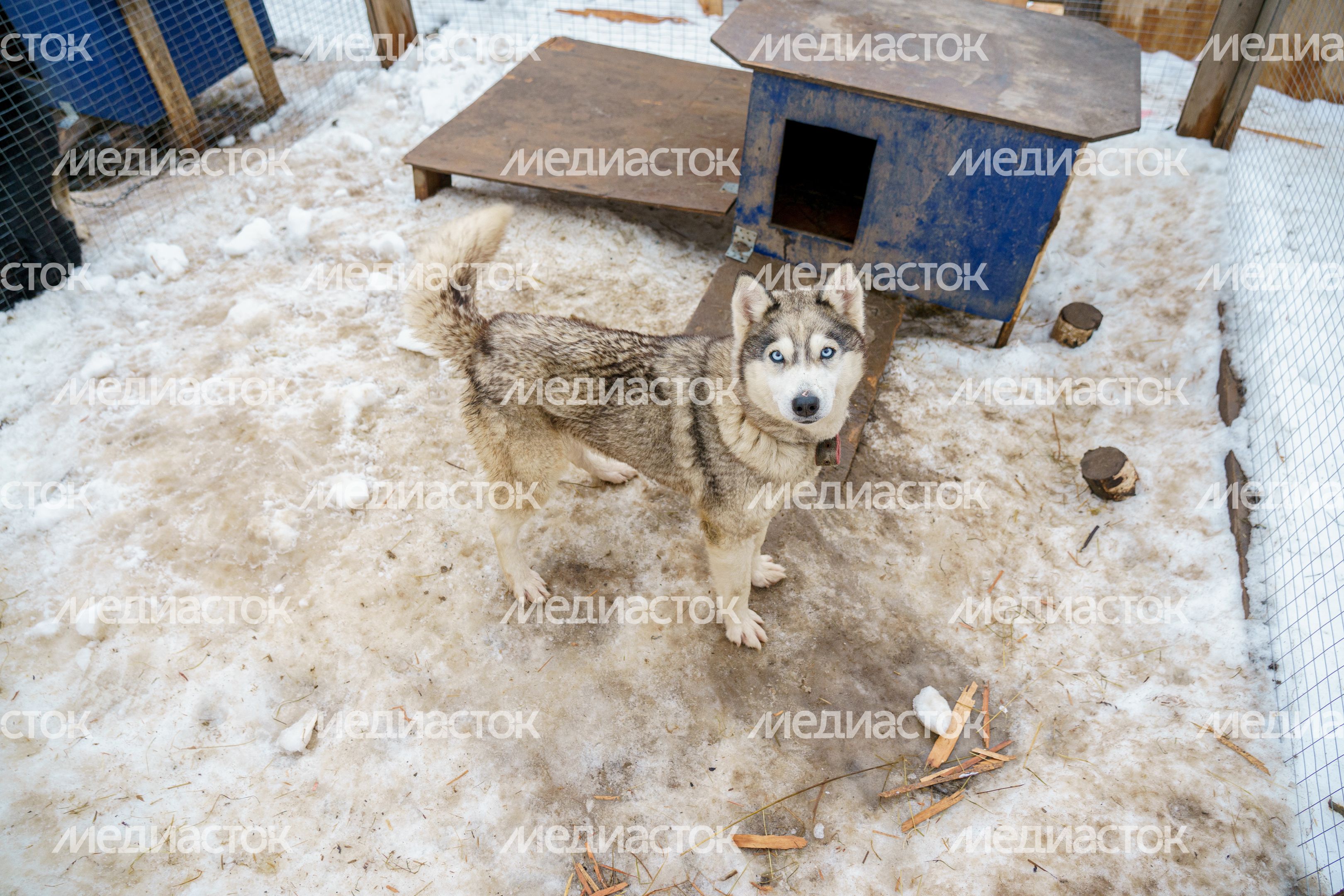 Чукотское стойбище "Хаски парк" в Раменском округе зимой