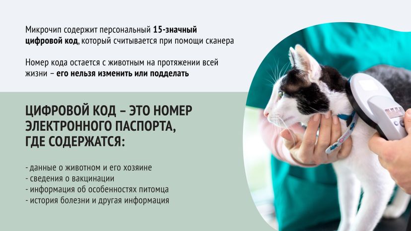 Чипирование-10.jpg