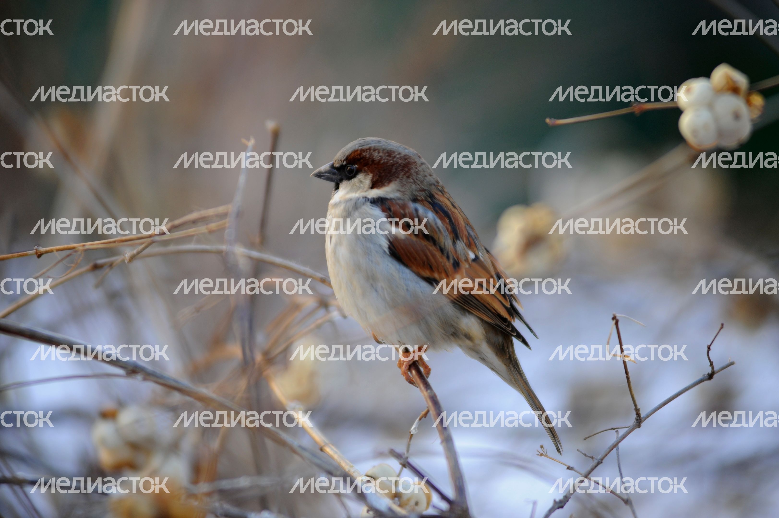 Воробей на ветке Воробей на ветке