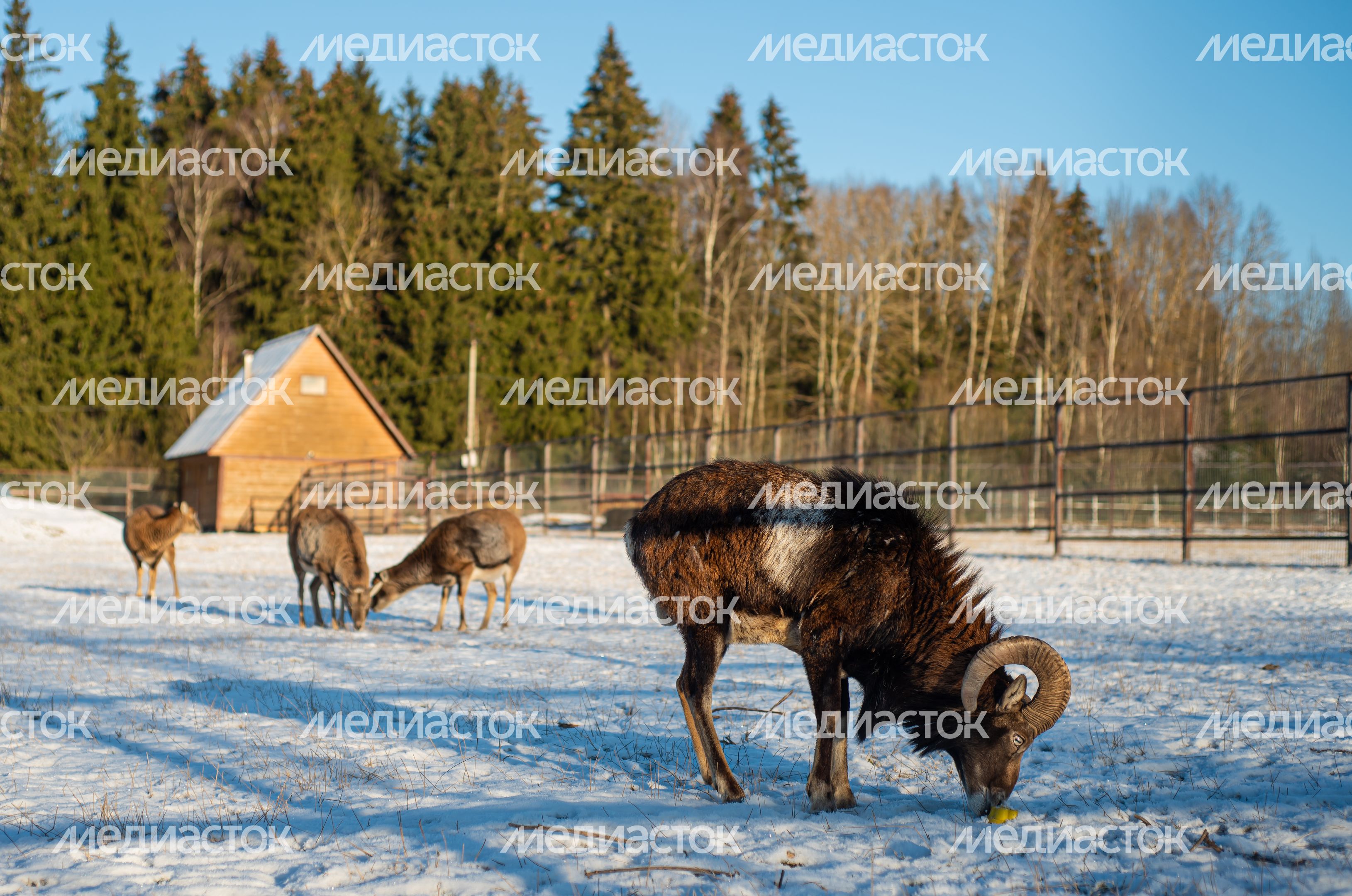 Зимний Парк Птиц «Воробьи»