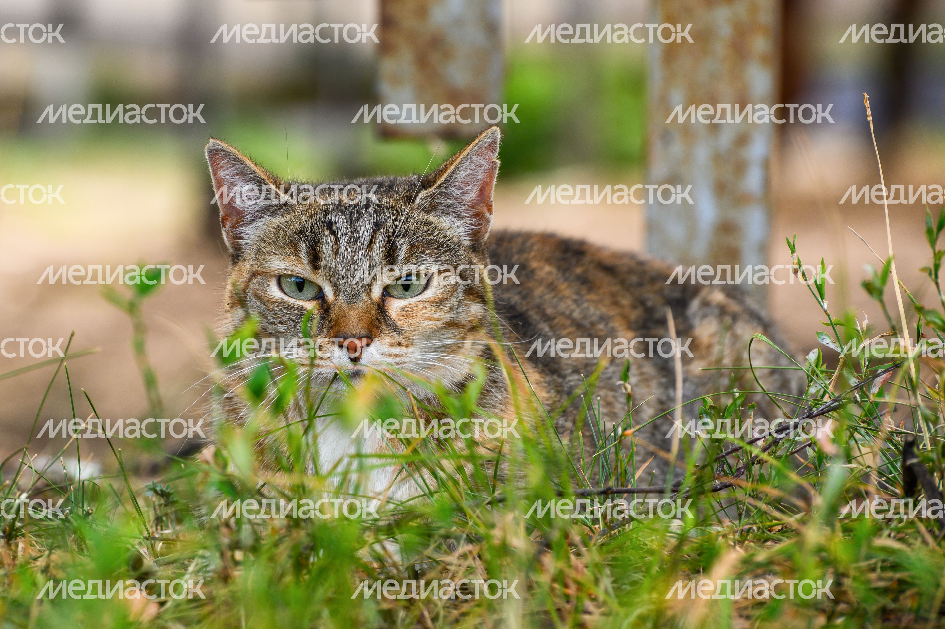 Животные в конноспортивном клубе «Каскад» Животные в конноспортивном клубе «Каскад»