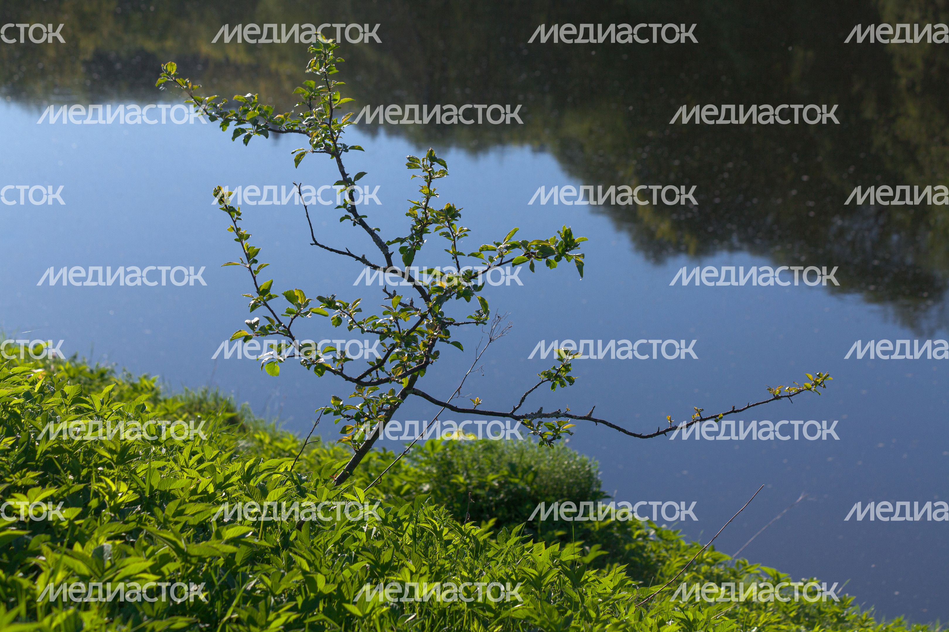 Природа Подмосковья: берег Москвы-реки в Тучково Рузского округа Природа Подмосковья: берег Москвы-реки в Тучково Рузского округа