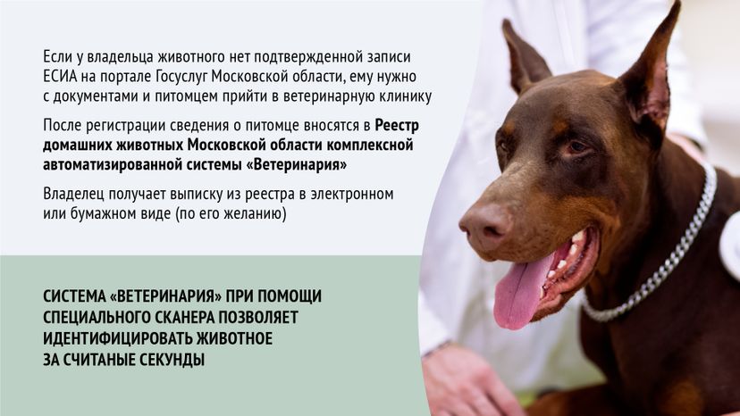 Горизонталь_ зарегистрировать домашнее животное_08-100.jpg