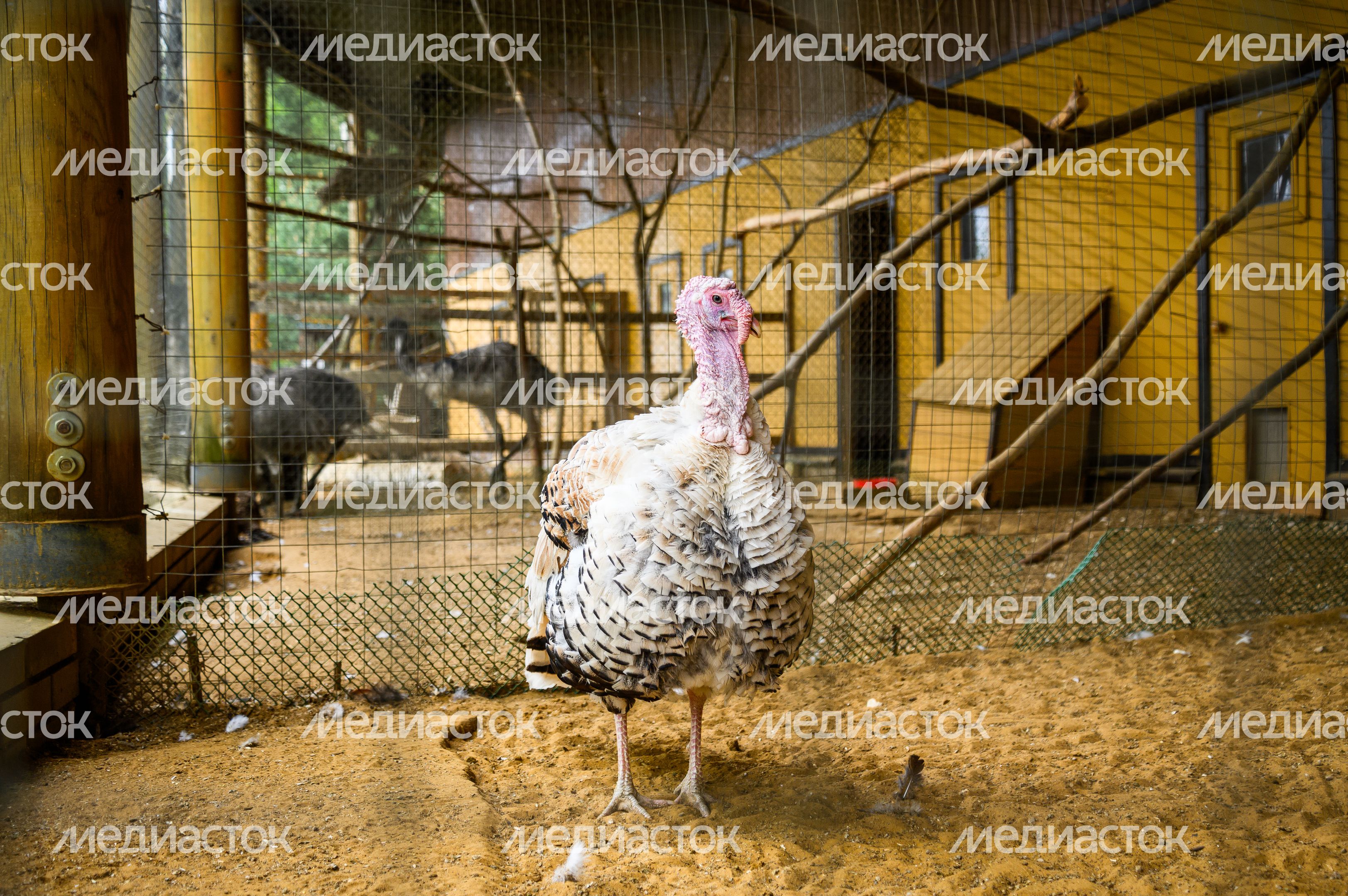 Зоопарк в парк-отеле «Орловский» в Ленинском округе Зоопарк в парк-отеле «Орловский» в Ленинском округе