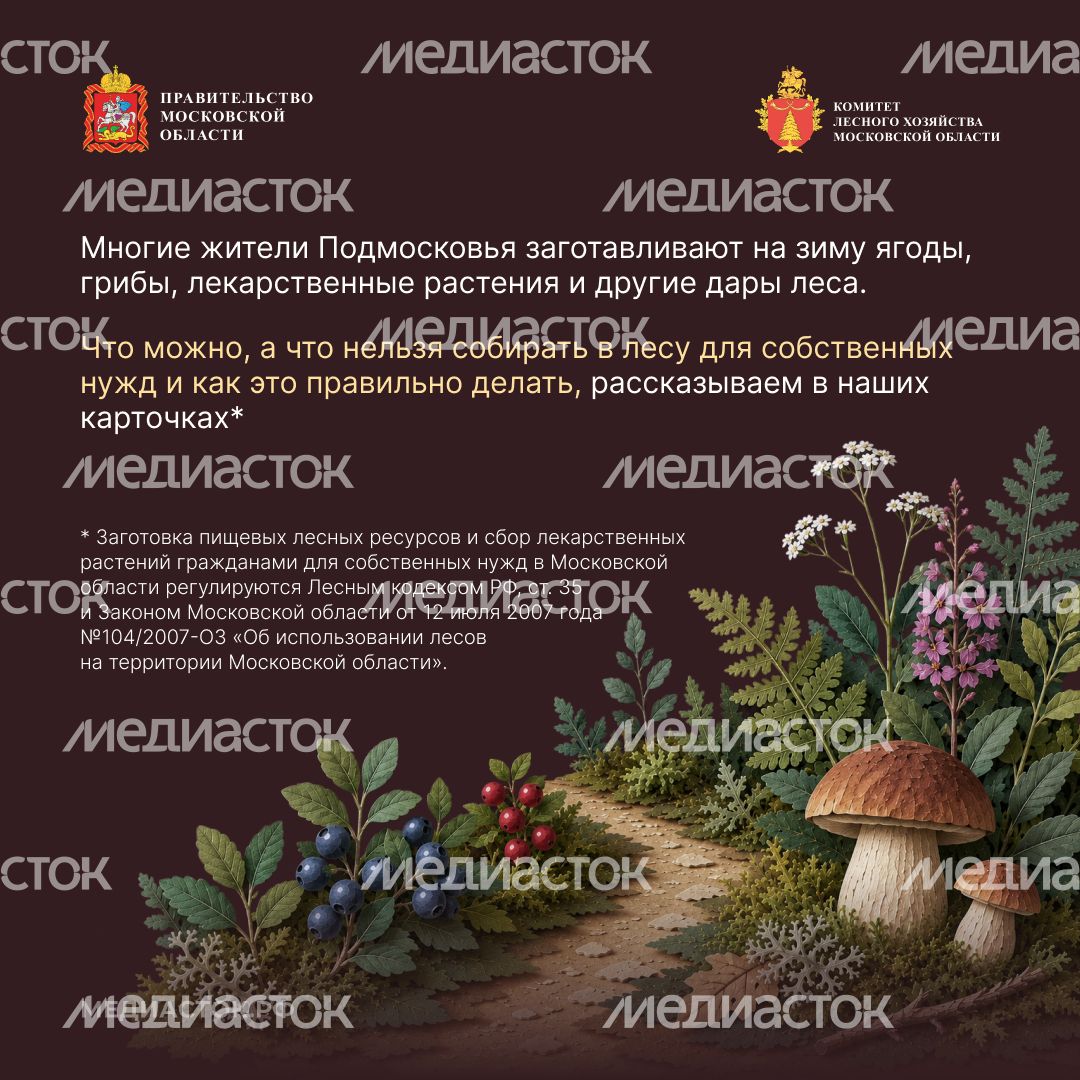 Ягоды, грибы, лекарственные растения квадрат 02
