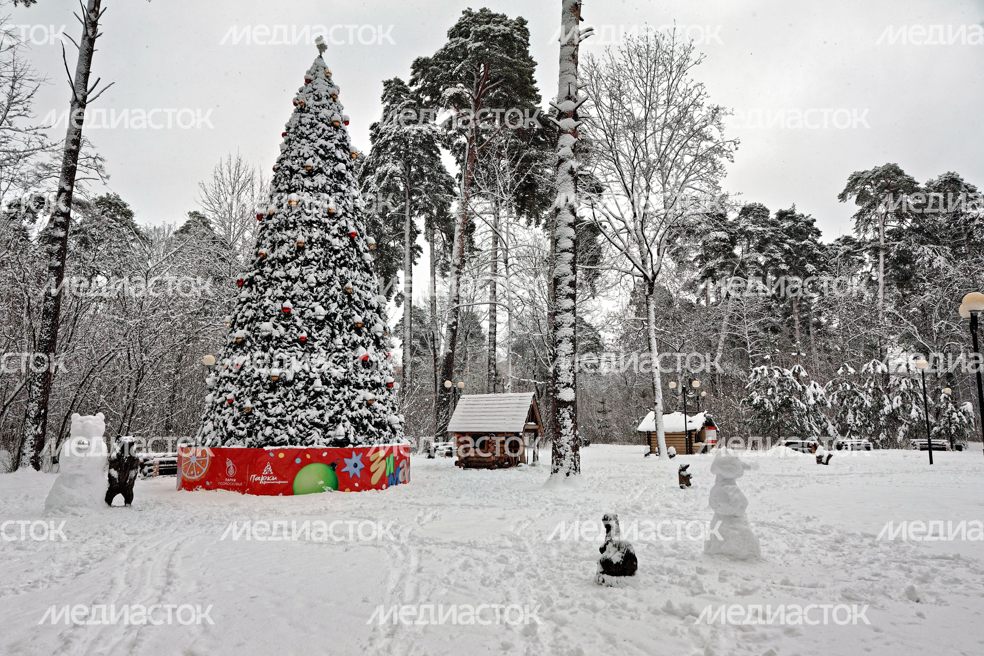 Новогодняя елка в снегу в экопарке «Губайловский» в Красногорске зимой Новогодняя елка в снегу в экопарке «Губайловский» в Красногорске зимой