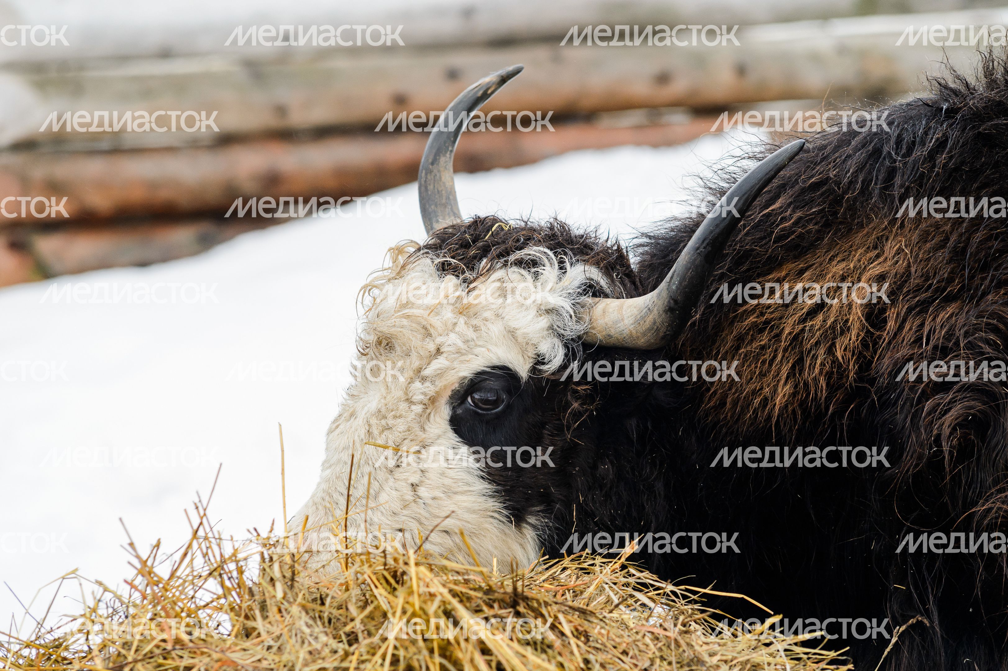 Этнопарк «Кочевник» в Хотьково зимой