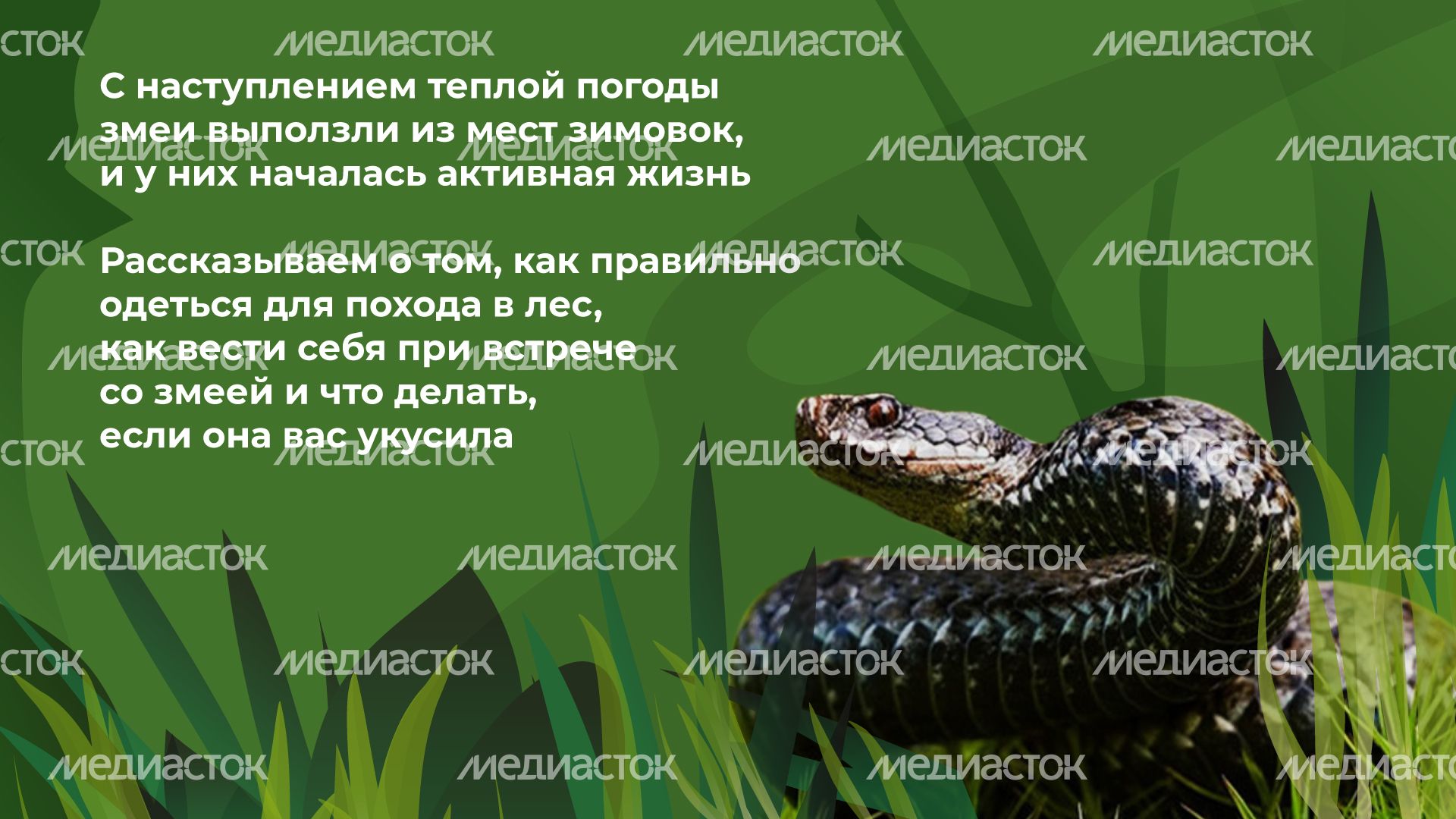 уппр_змеи_гор_2