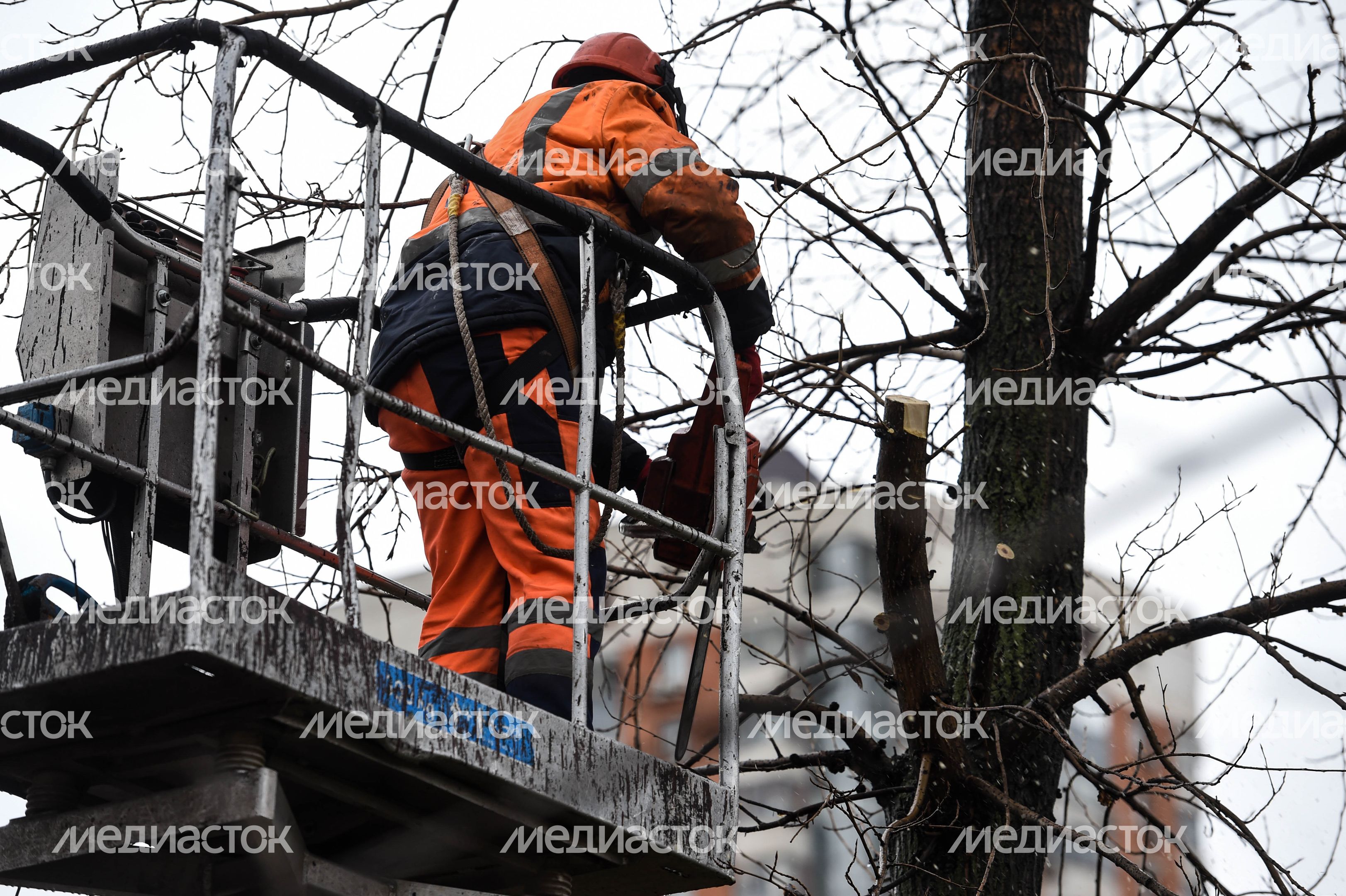 Обрезка тополей в Москве Обрезка тополей в Москве