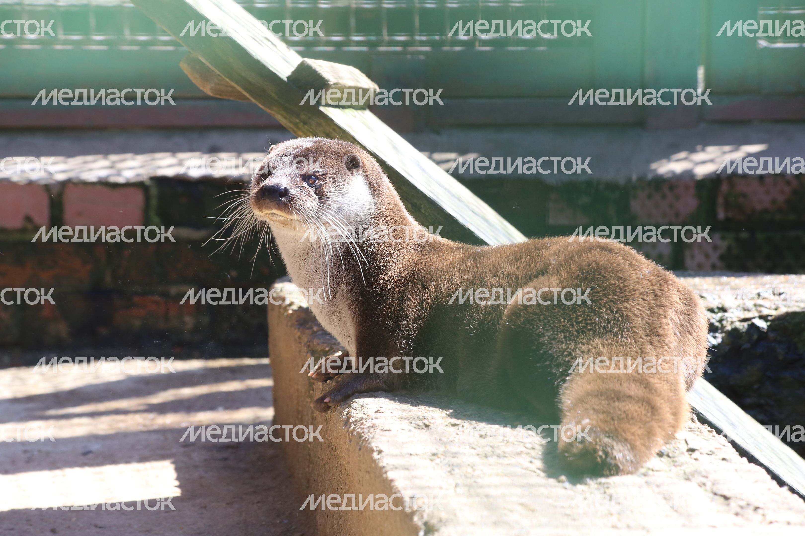 Зоопитомник в Волоколамском районе