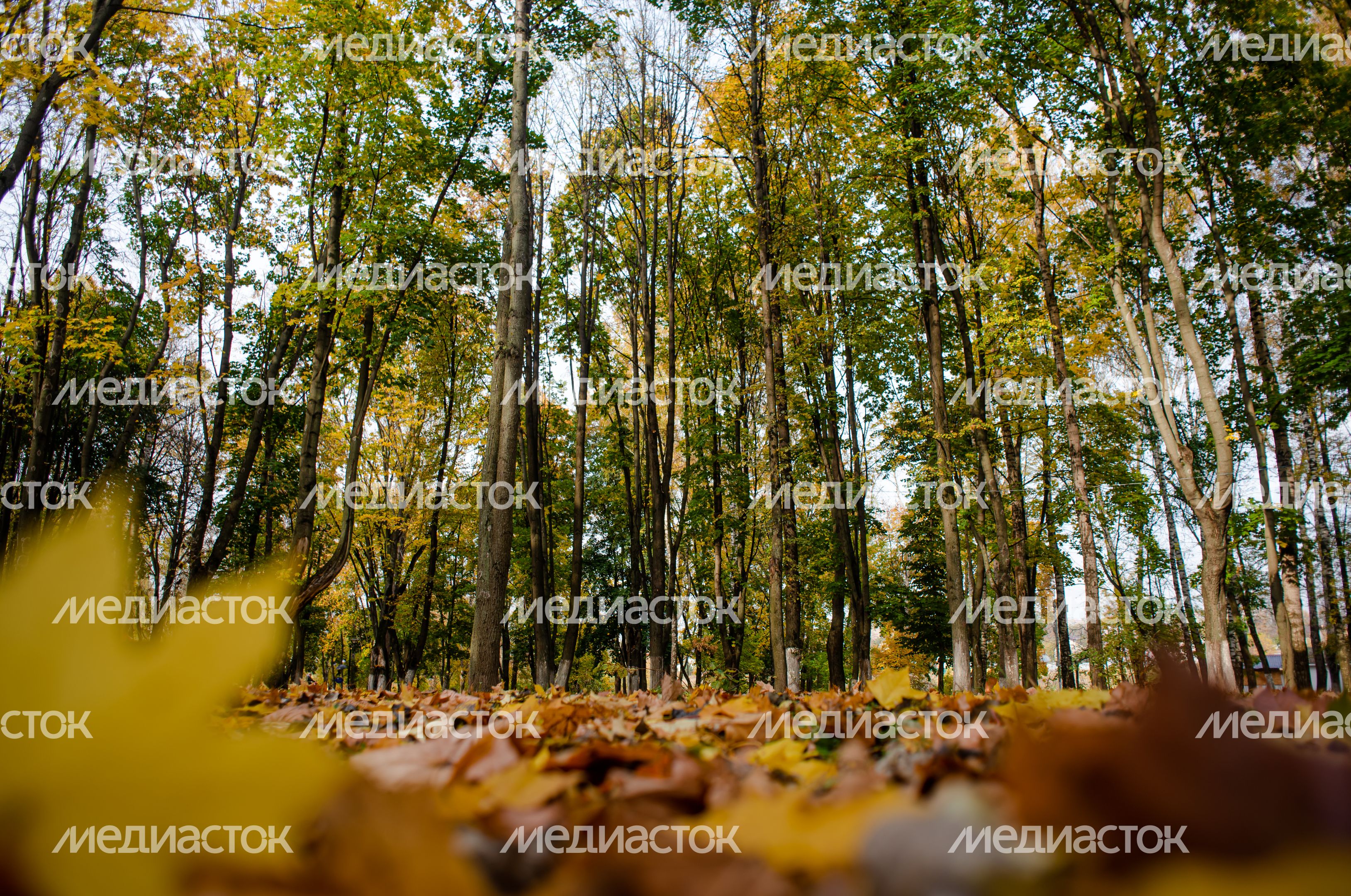 Осенние виды Городского парка в Щёлково