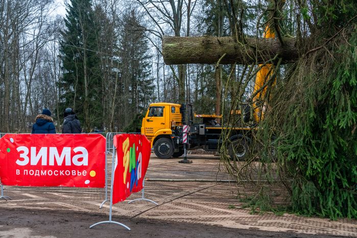 Главную новогоднюю елку страны спилили в Рузском округе