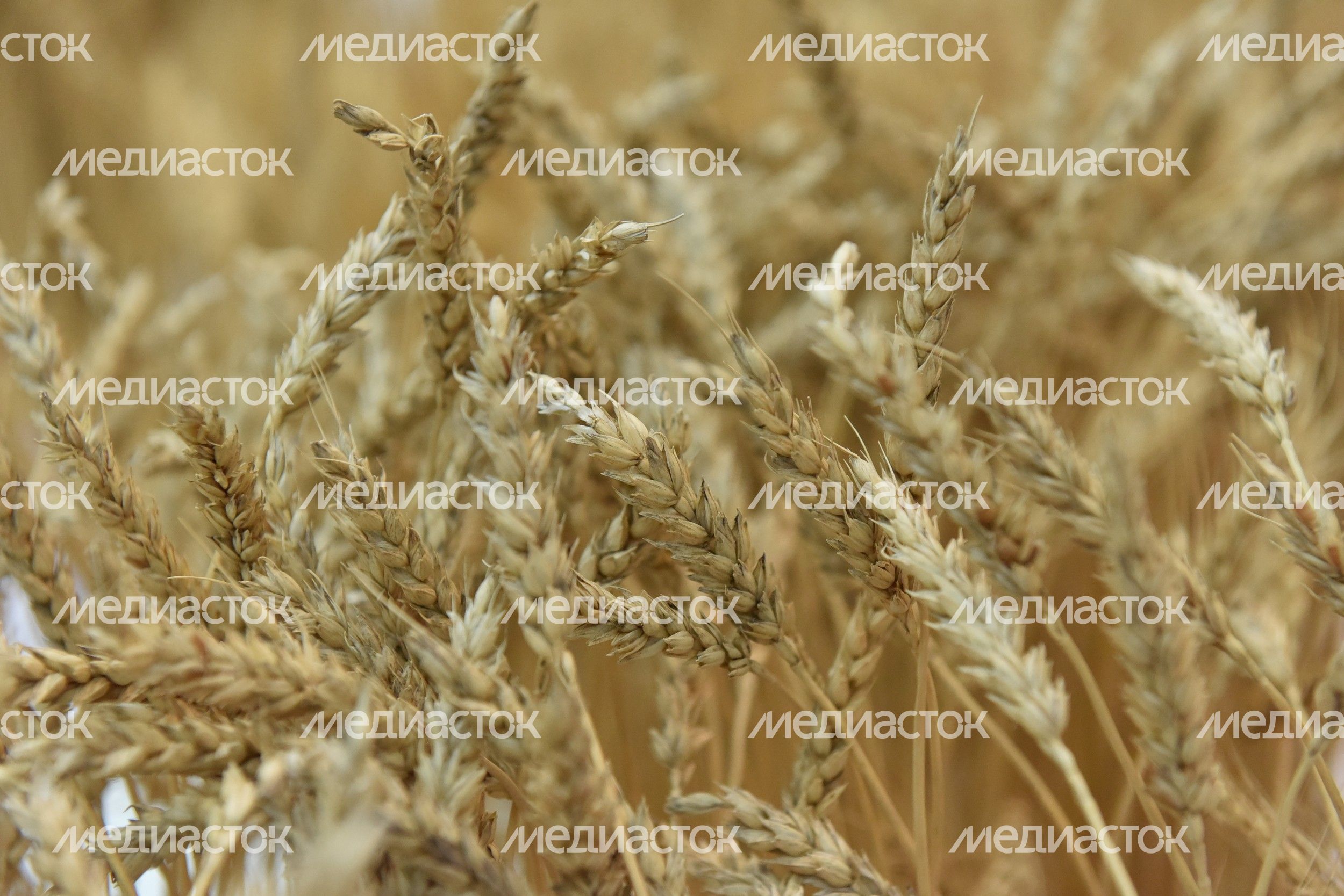 XVIII Российская агропромышленная выставка «Золотая осень»