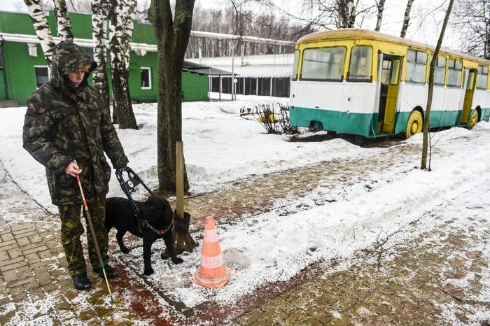 Школа собак‑проводников в Подмосковье