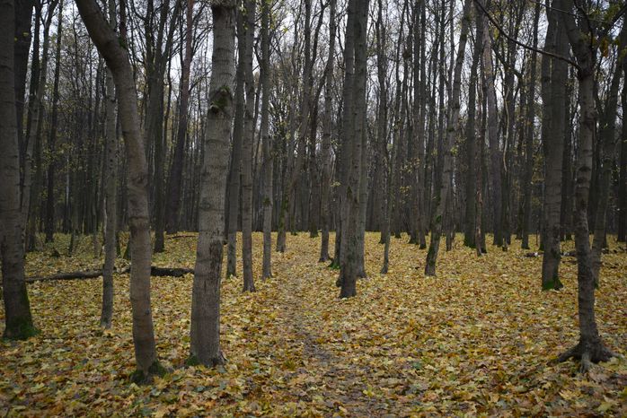 Измайловский парк в Москве