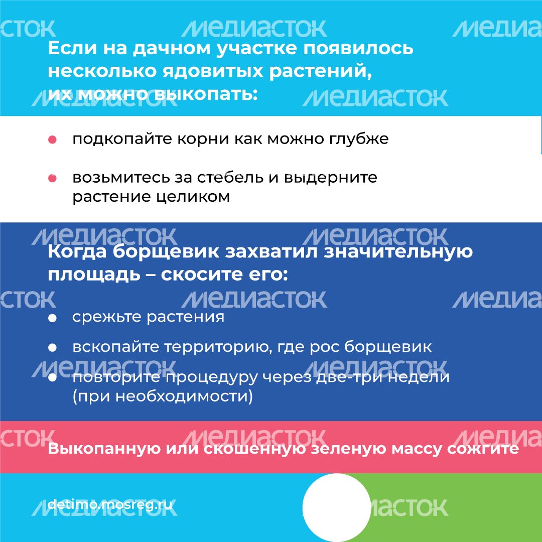 Квадрат_Борщевик Сосновского_09.png