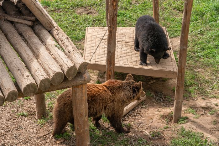 Летний парк львов "Земля прайда" в Клину