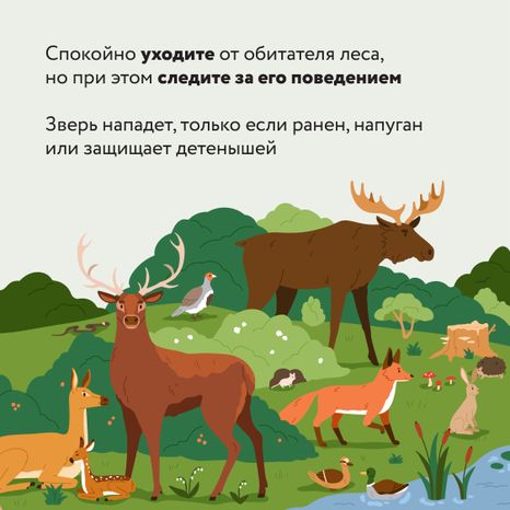 Квадрат Безопасность в лесу 05.jpg