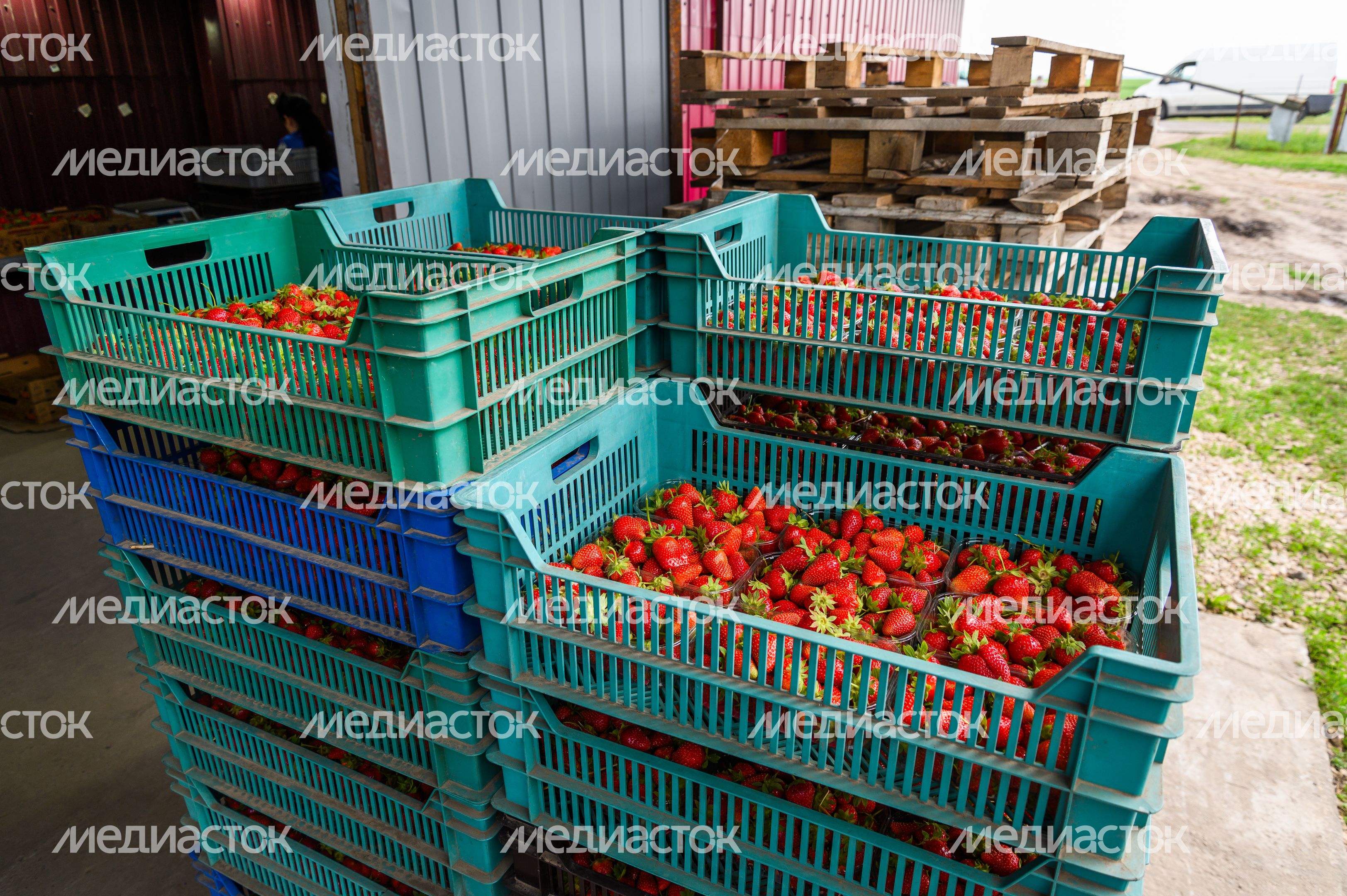 Луховицкая клубника на полях ООО "Русская ягода"