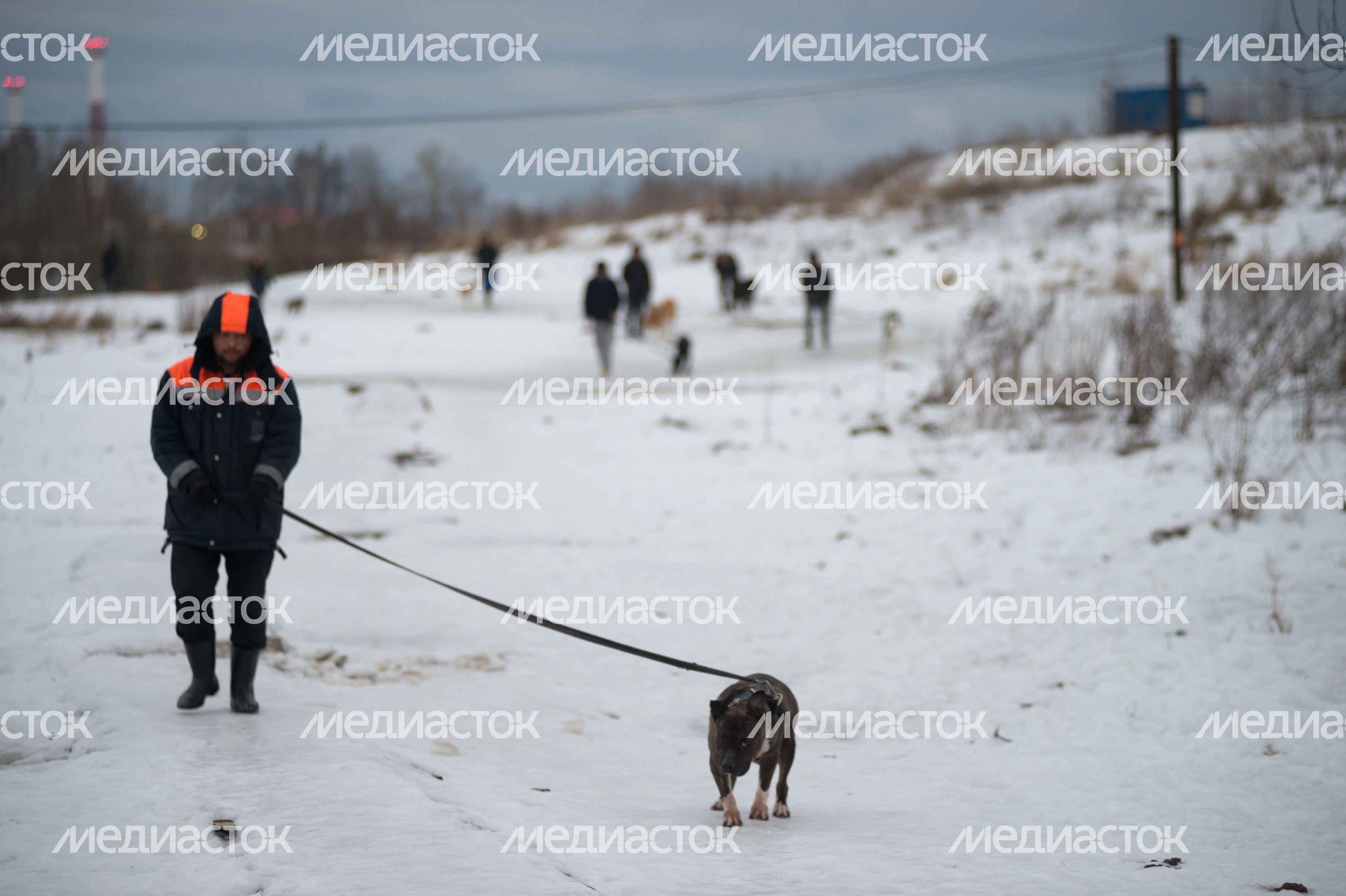Шереметьевский приют для собак в Химках