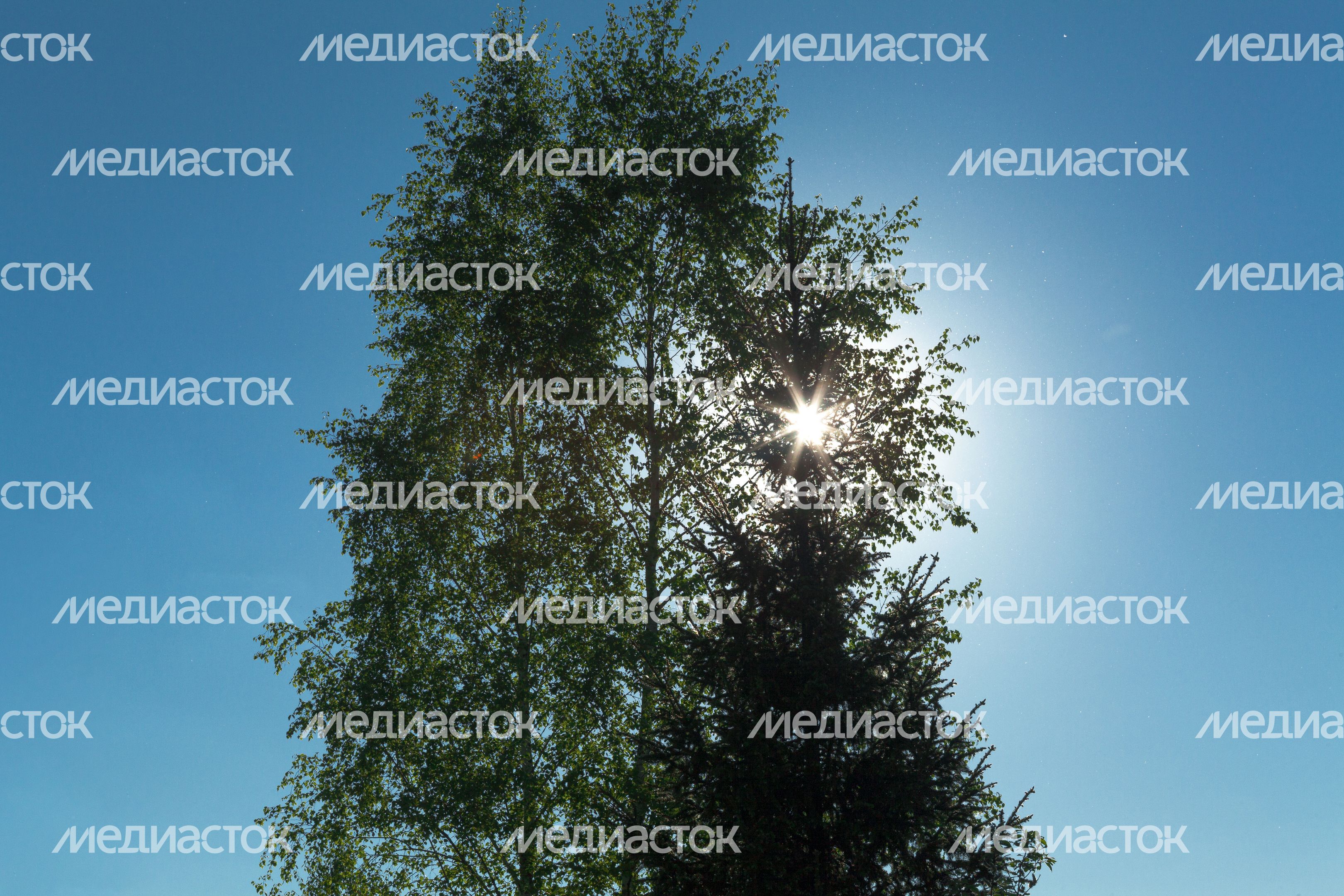 Природа Подмосковья: солнце проглядывает сквозь ветви дерева Природа Подмосковья: солнце проглядывает сквозь ветви дерева