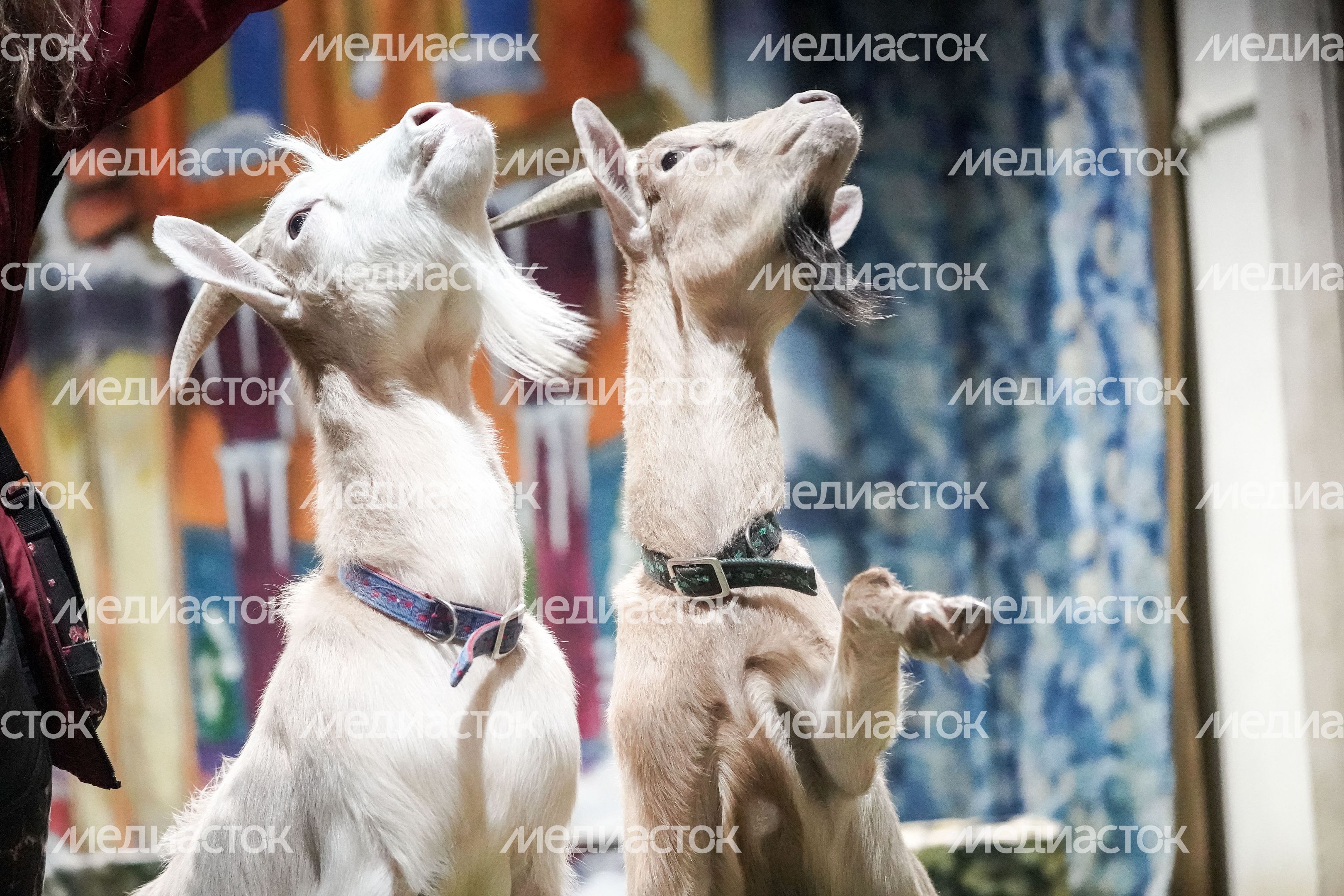 Театр «Уголок дедушки Дурова»
