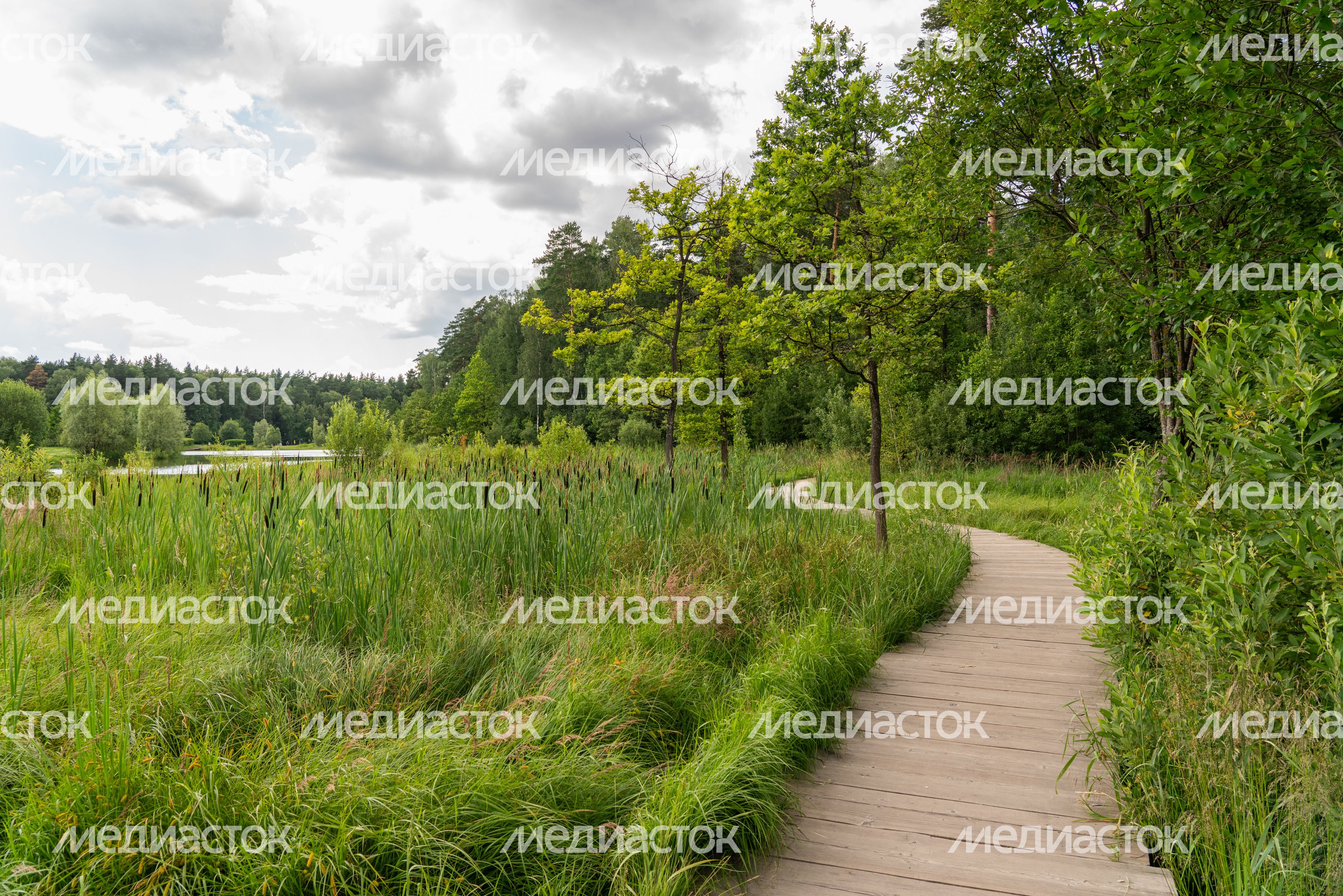 Мещерский парк летом