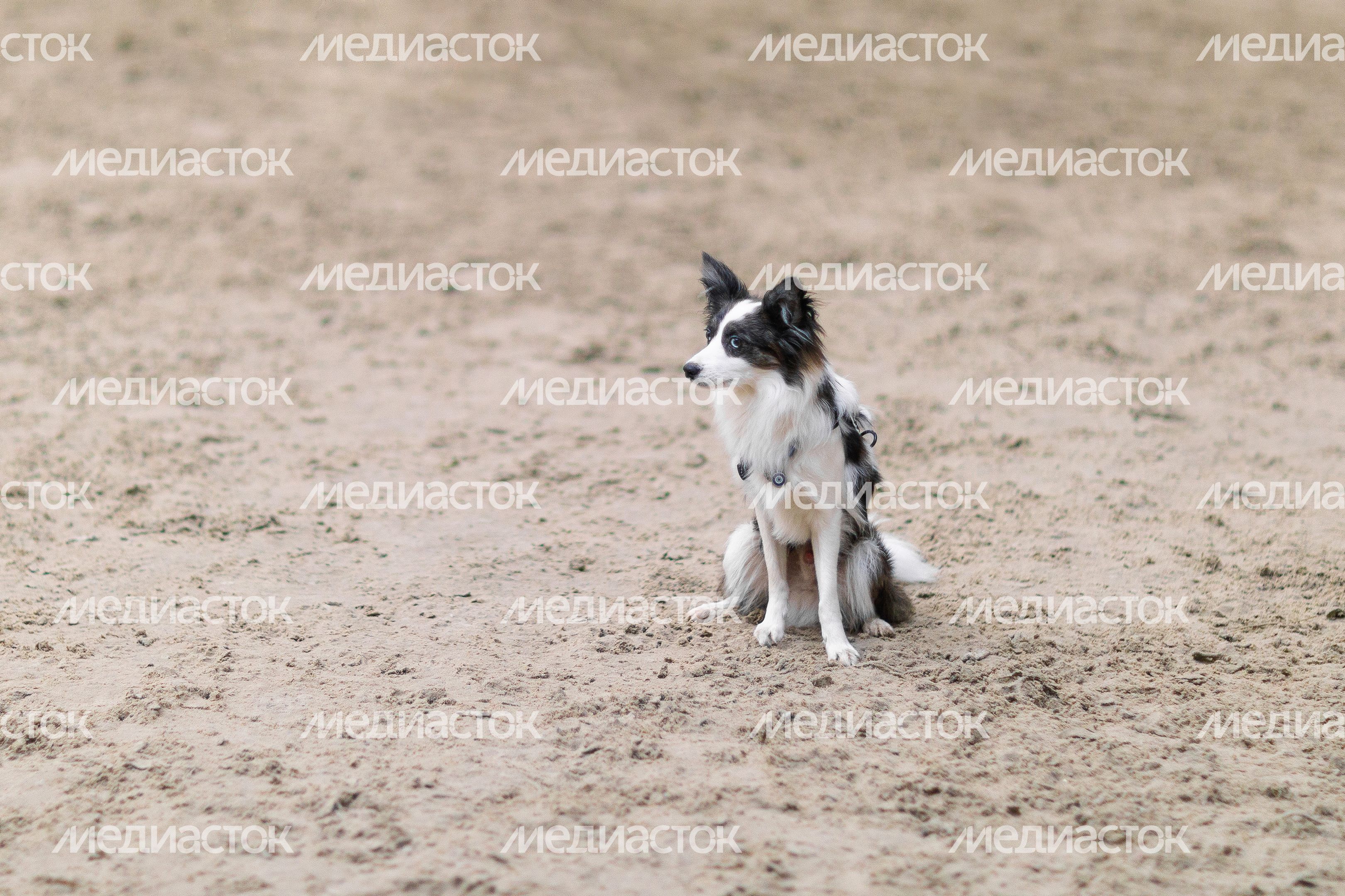 Мастерство дрессировки на соревнованиях по кинологическому спорту «Звезды аджилити» Мастерство дрессировки на соревнованиях по кинологическому спорту «Звезды аджилити»