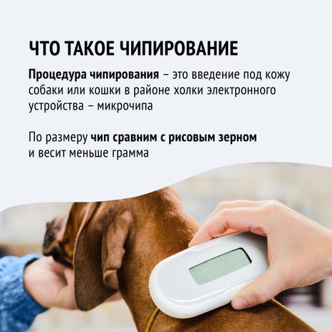 Чипирование-15.jpg