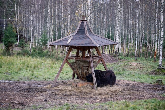 Клин. Сафари-парк «Изумрудный лес»