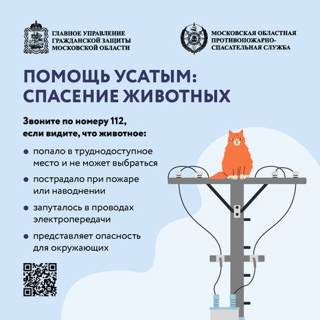 Помощь усатым - квадрат-01