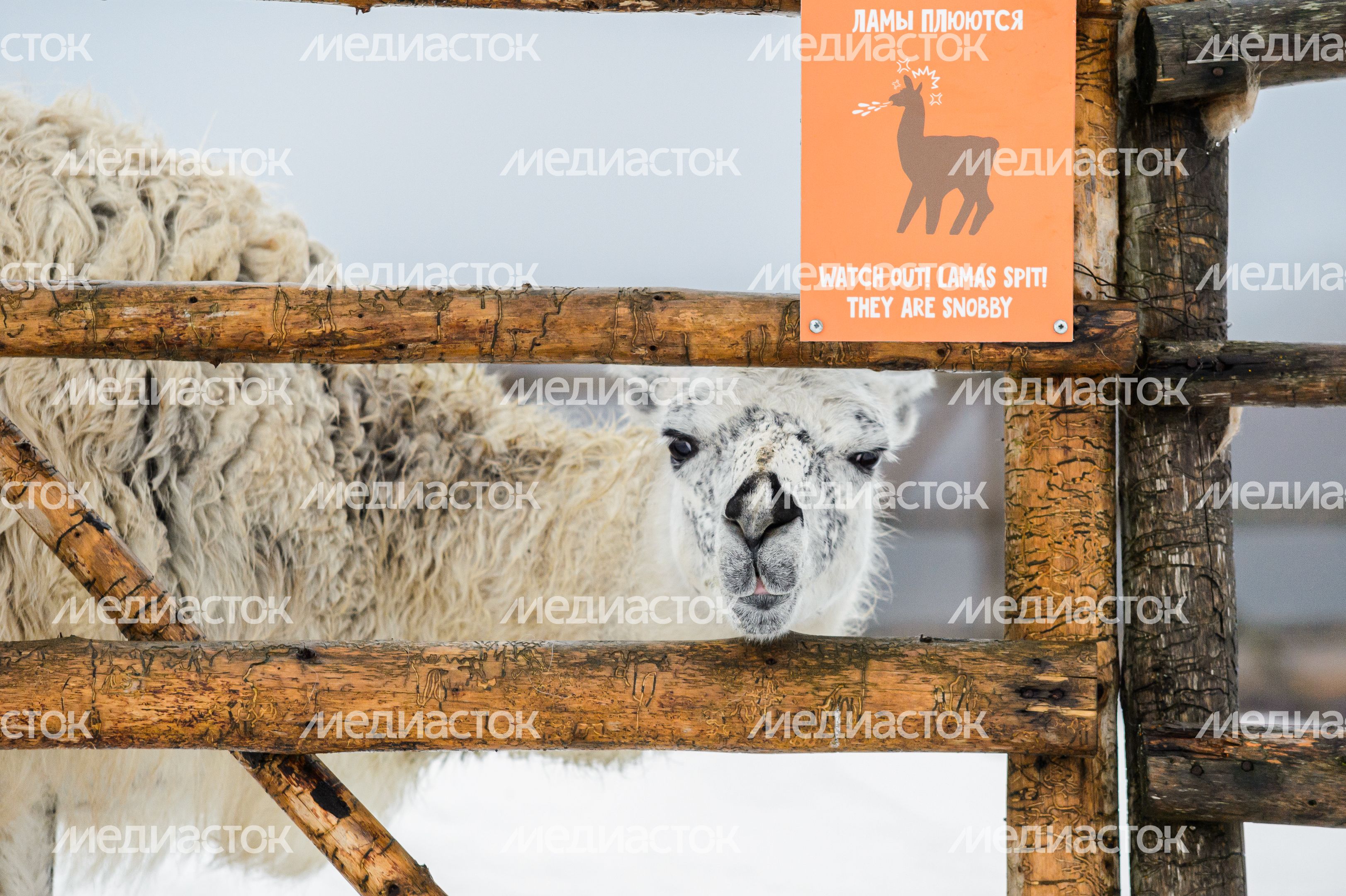 Этнопарк «Кочевник» в Хотьково зимой