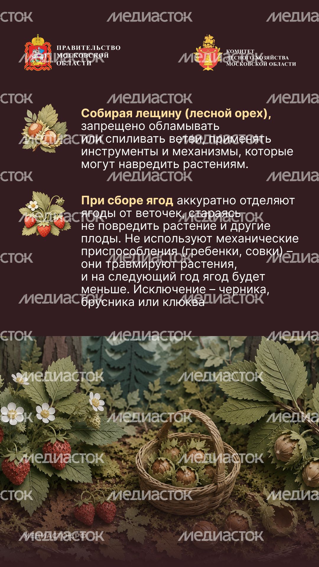 Ягоды, грибы, лекарственные растения вертикаль 06