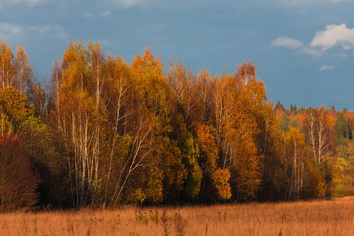 Золотая осень в Подмосковье