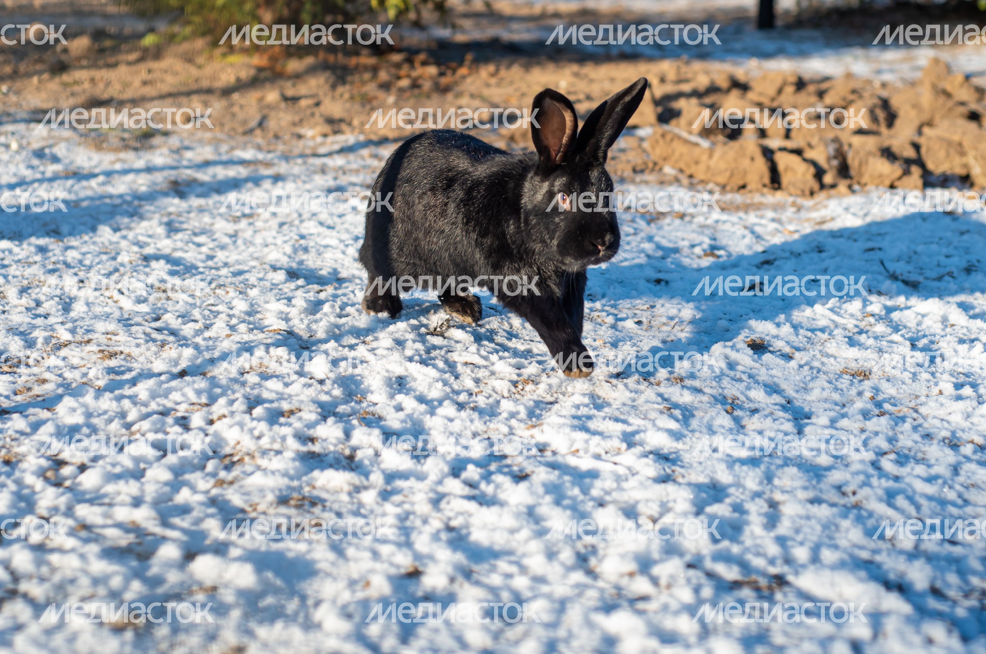Зимний Парк Птиц «Воробьи»