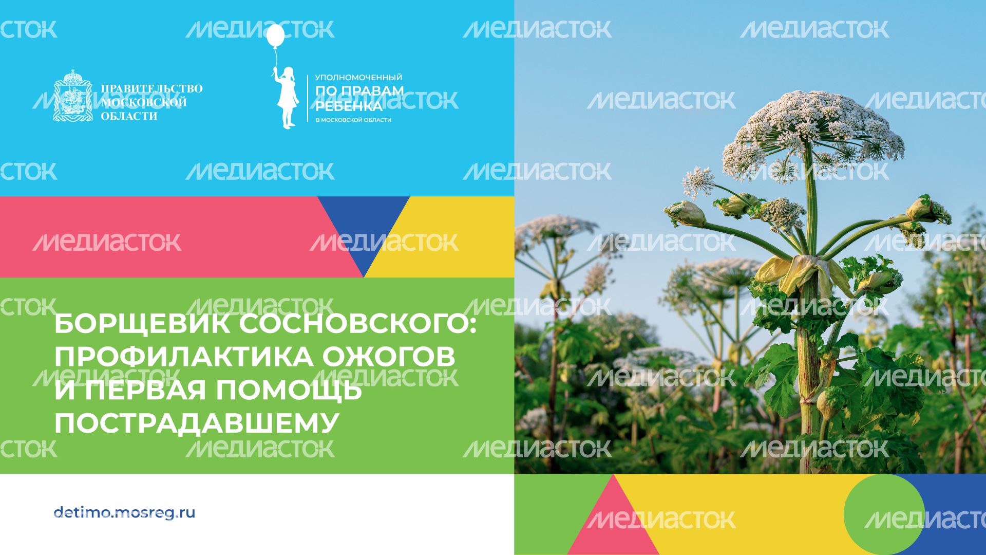 Горизонталь_Борщевик Сосновского_01.png