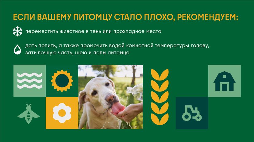 Как защитить домашнего любимца от перегрева во время жары горизонталь (3)
