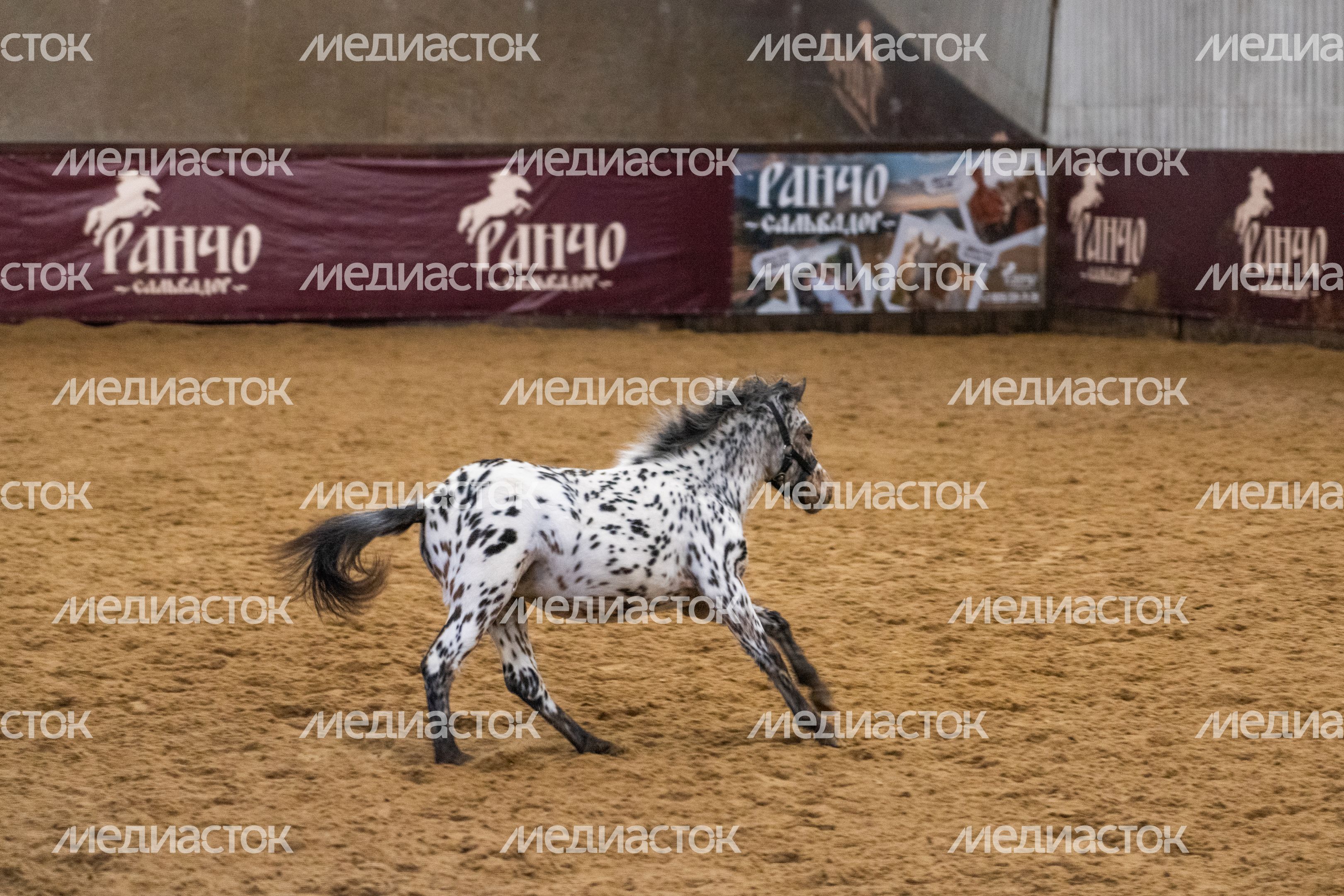 Ранчо «Сальвадор» в поселке Андреевка округа Солнечногорск Ранчо «Сальвадор» в поселке Андреевка округа Солнечногорск