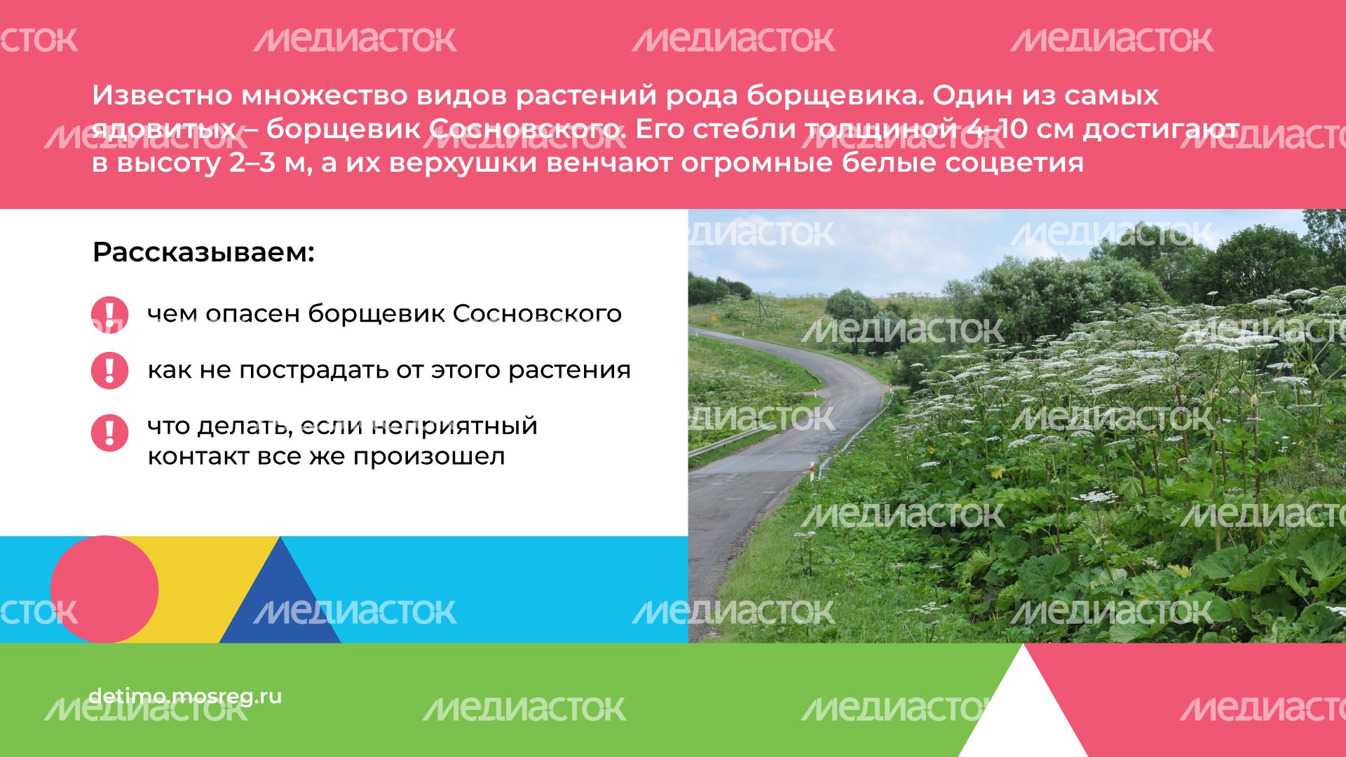 Горизонталь_Борщевик Сосновского_02.png