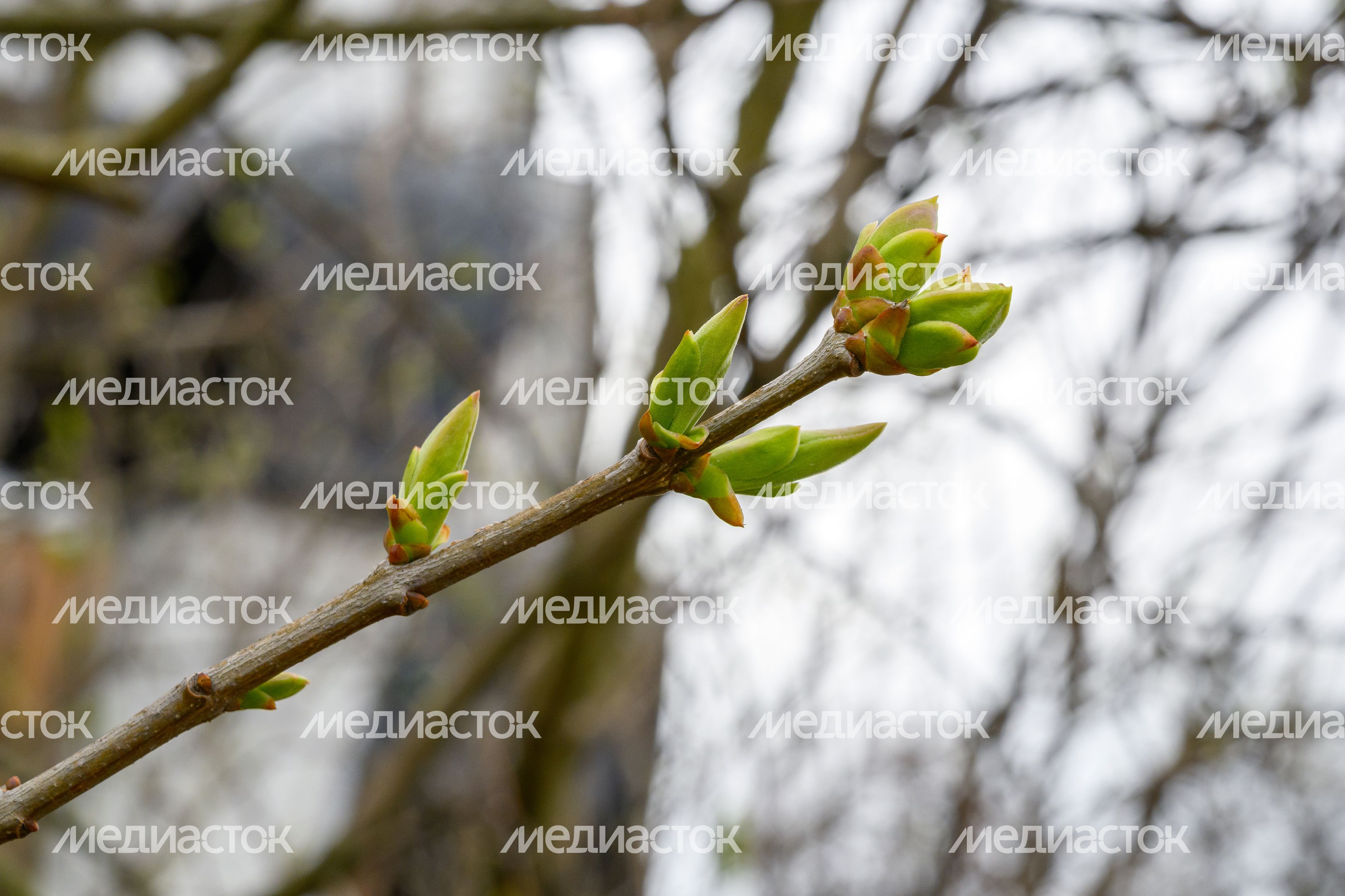 Молодые побеги на ветке Молодые побеги на ветке