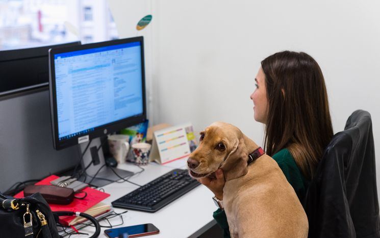 Pet‑friendly офис Purina