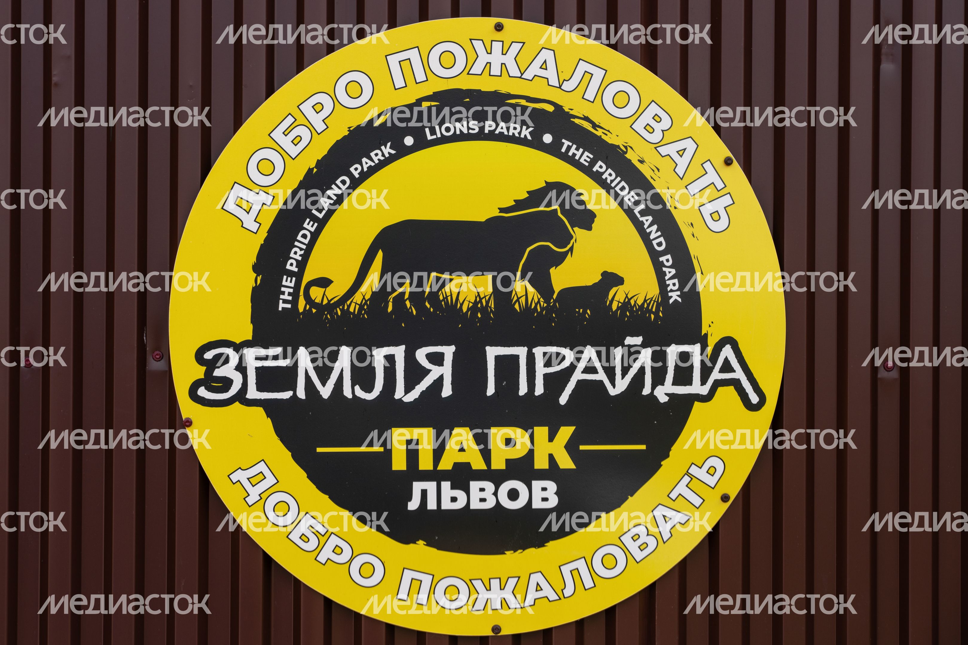 Летний парк львов "Земля прайда" в Клину