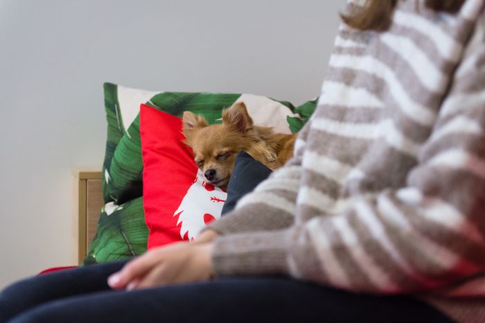 Pet‑friendly офис Purina