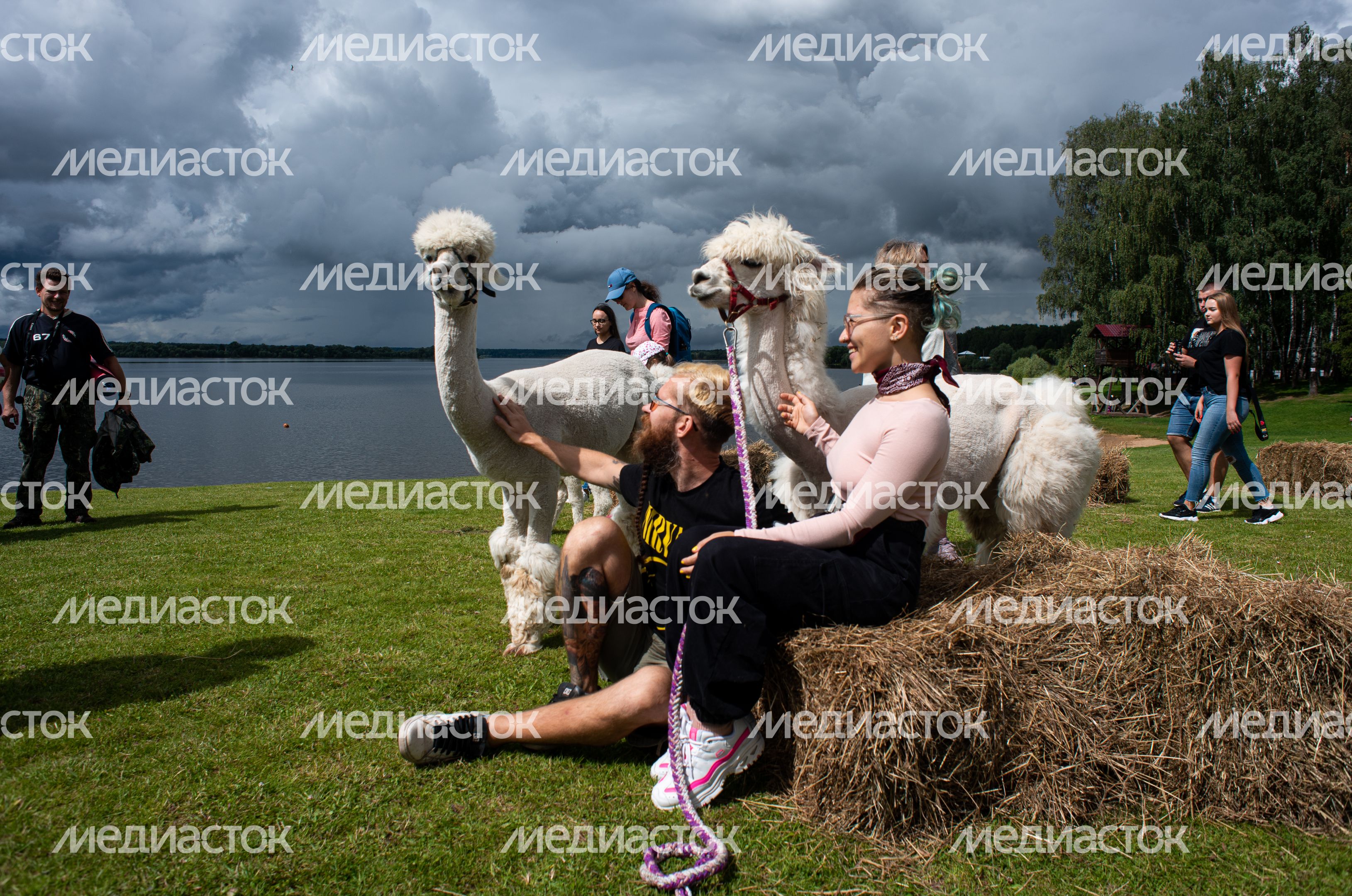 Гастрономический фестиваль Alpaca Wellbeing Fest